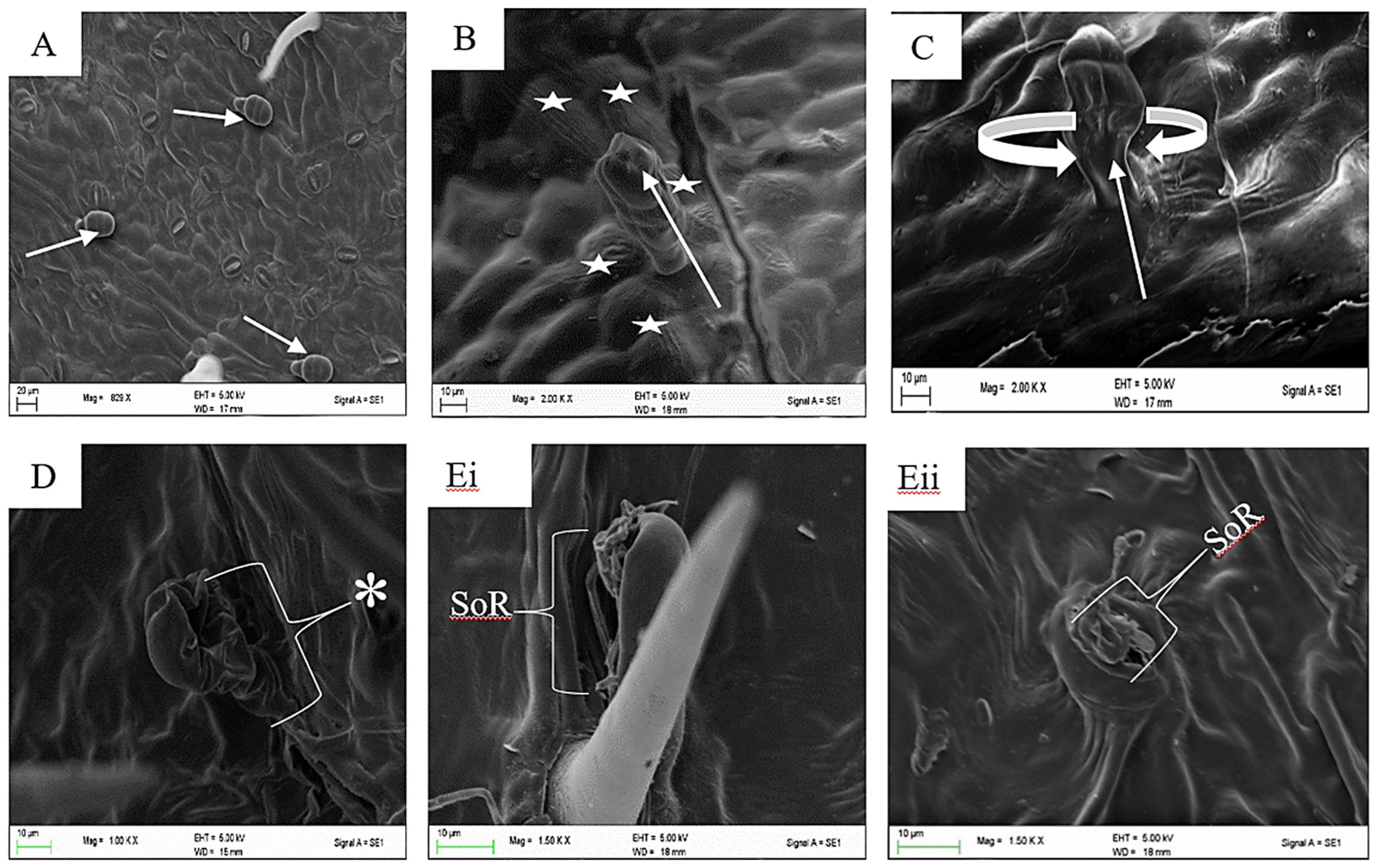 Plants 12 02198 g002