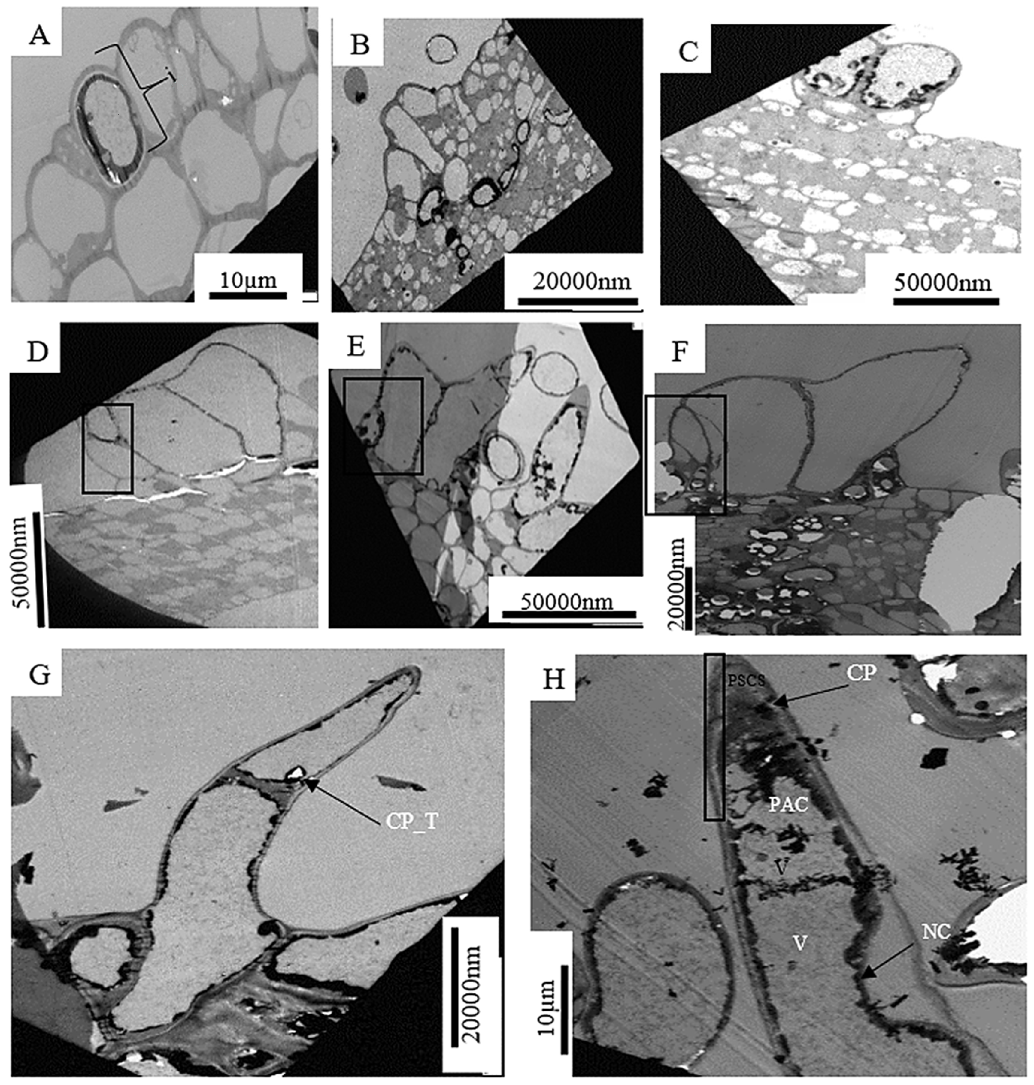 Plants 12 02198 g003
