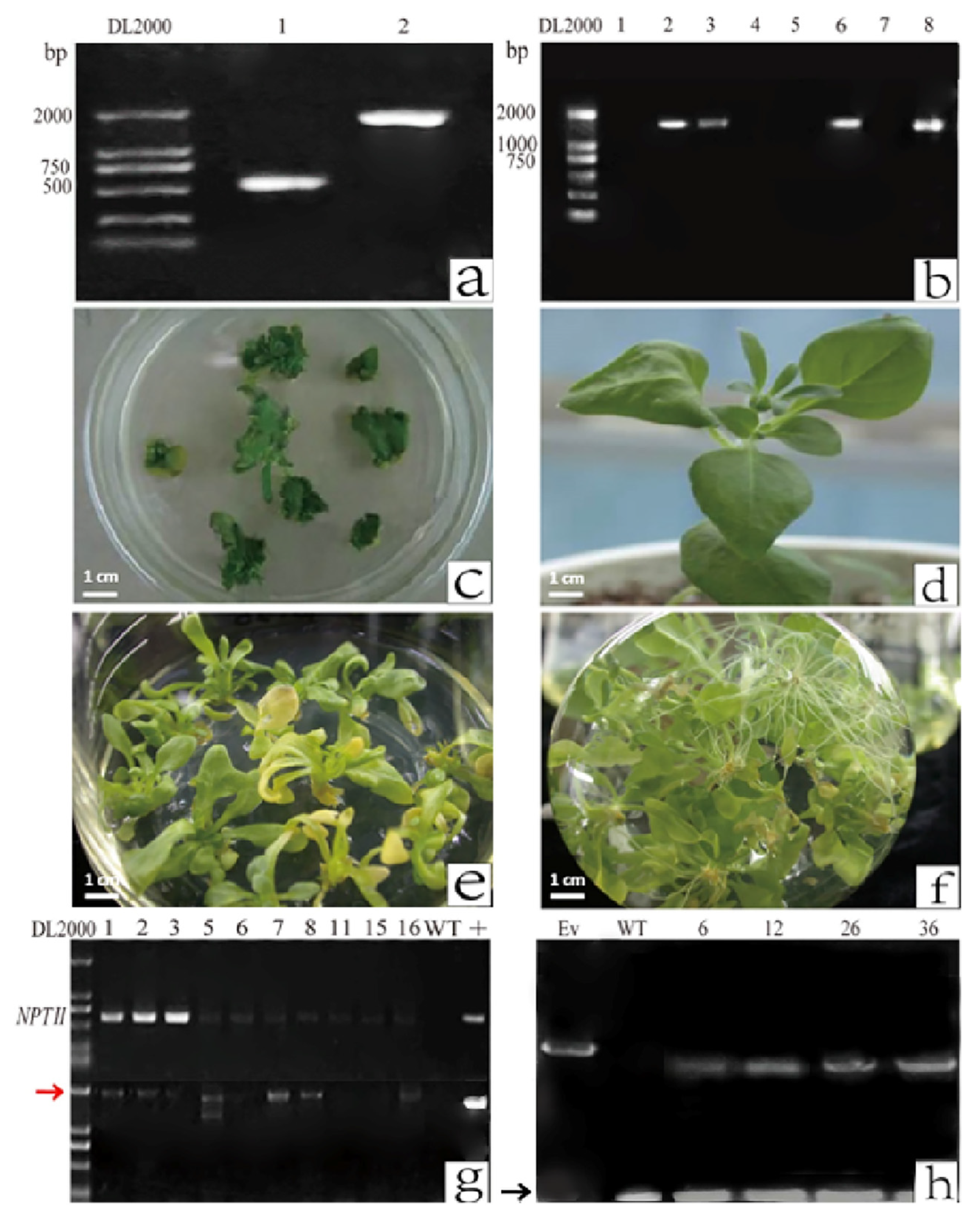 Plants 12 02204 g001