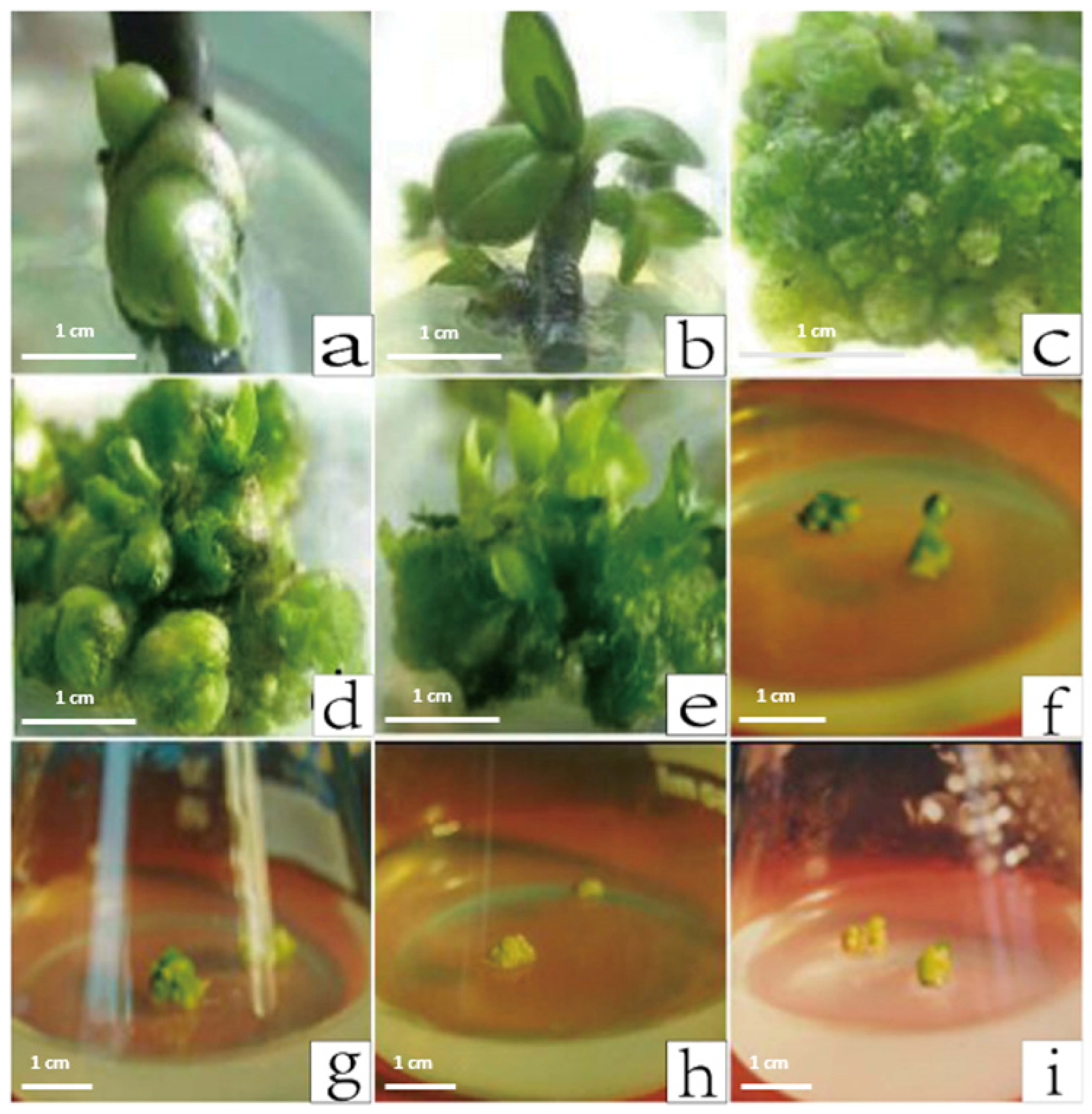 Plants 12 02204 g003