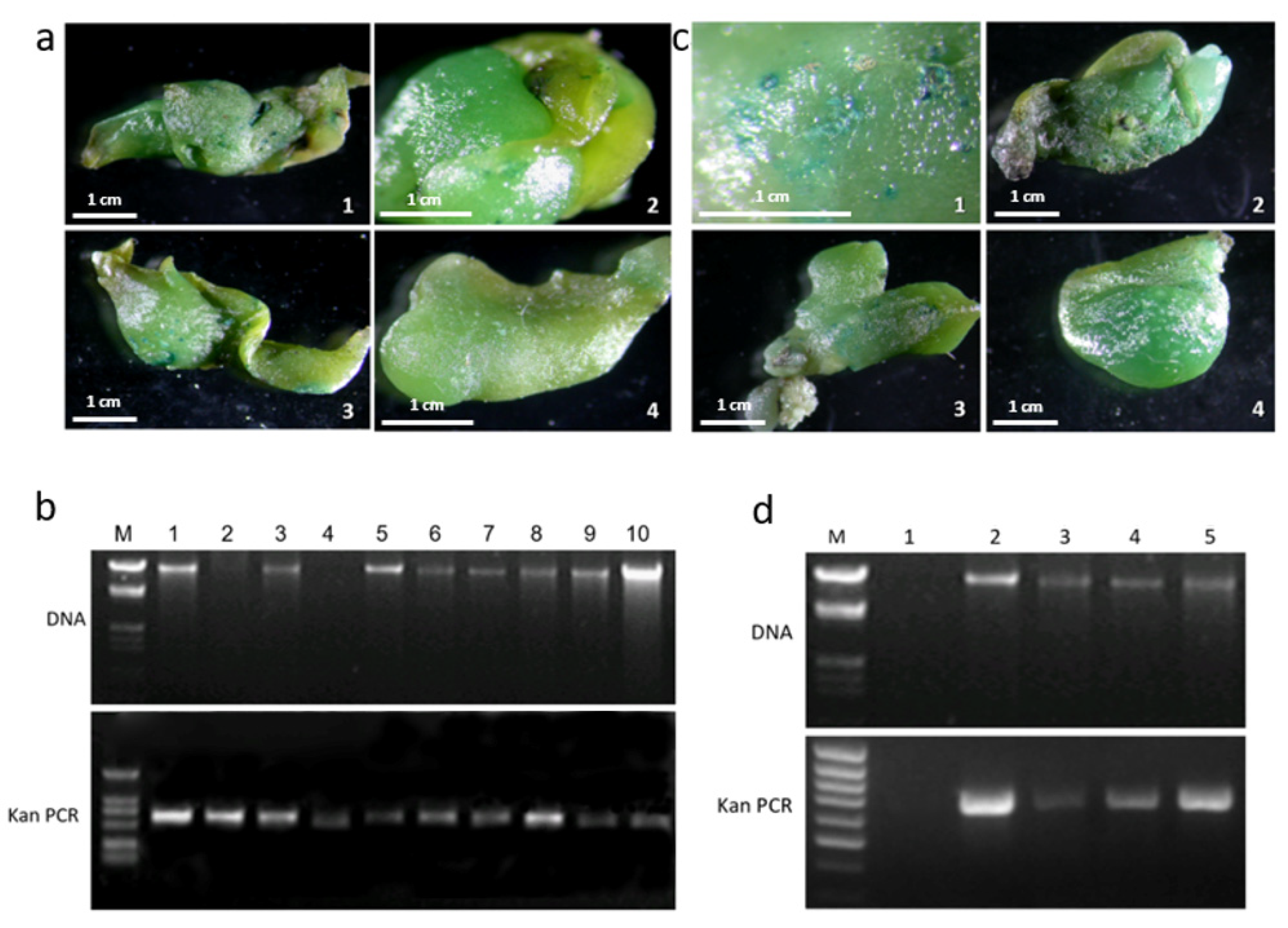 Plants 12 02204 g004