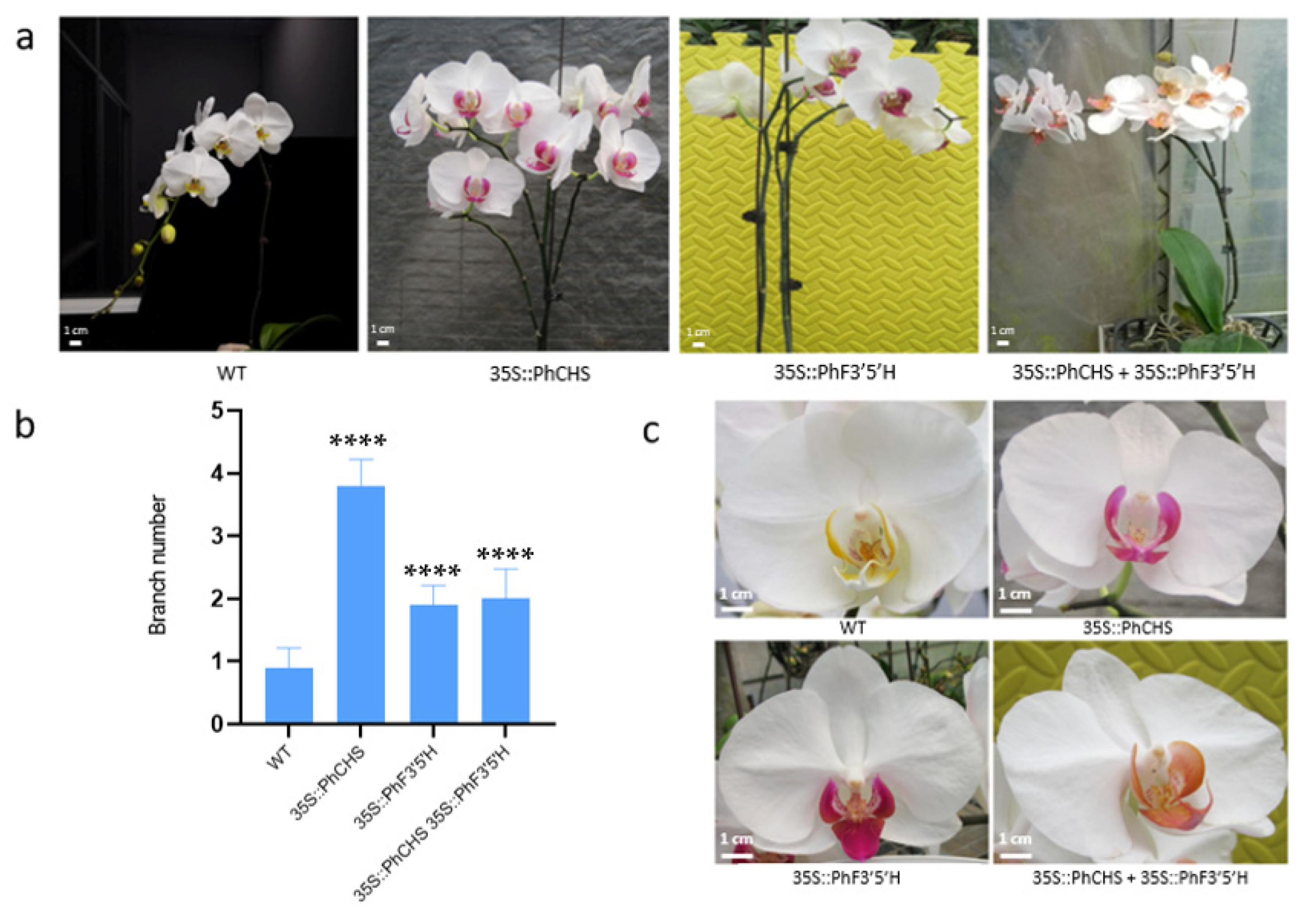 Plants 12 02204 g005