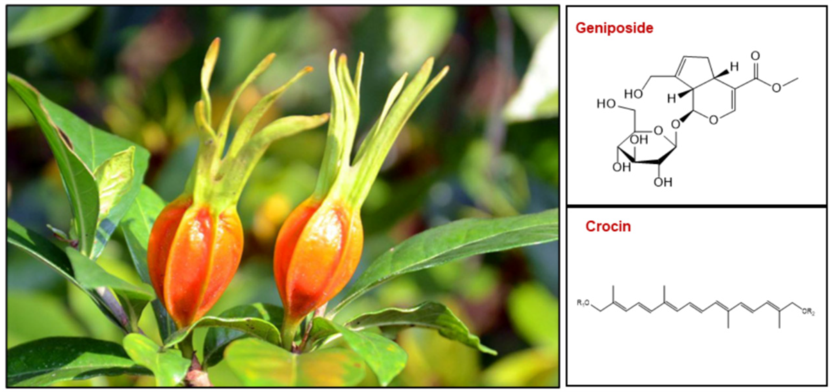 Plants 12 02209 g001