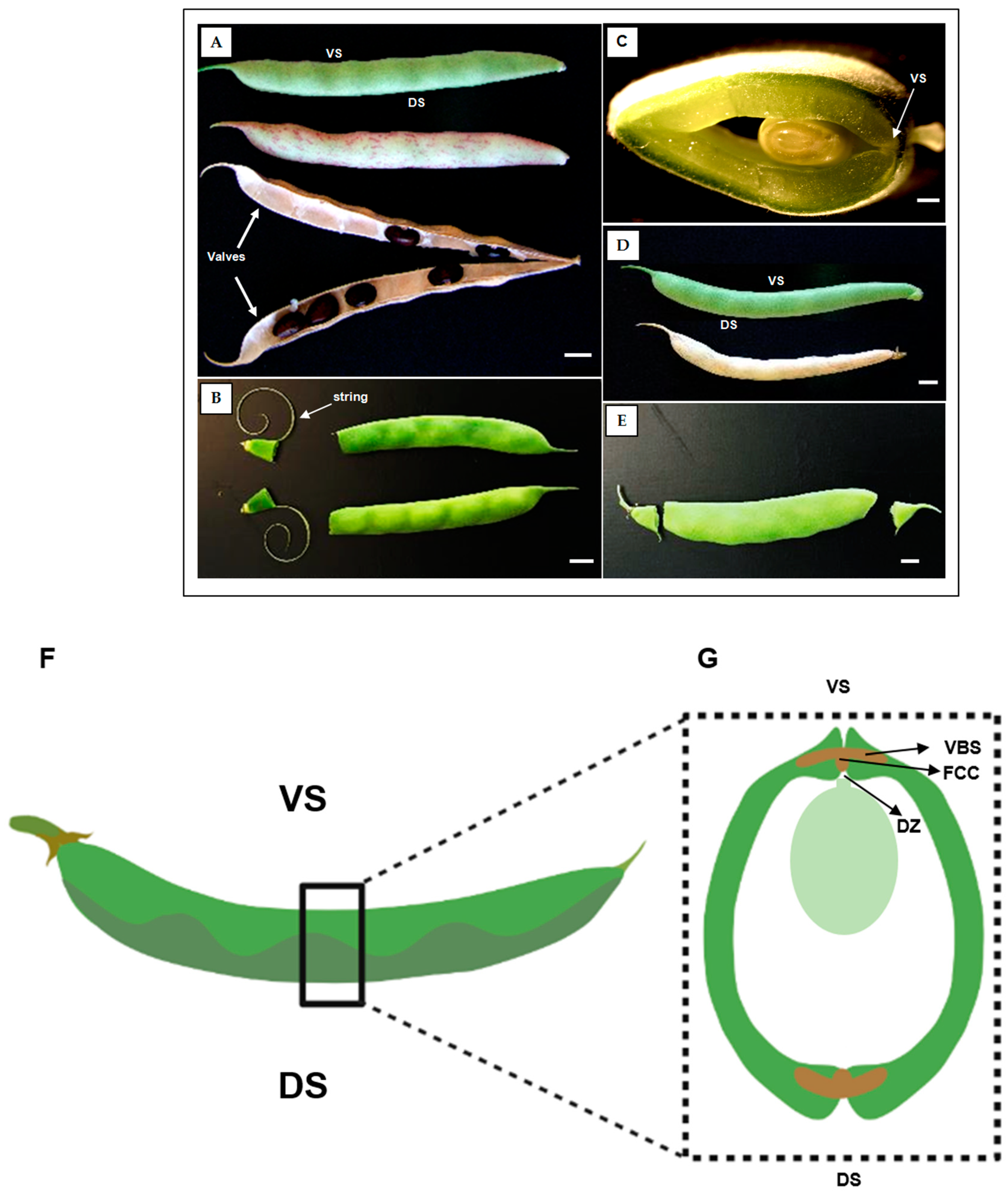Plants 12 02212 g001
