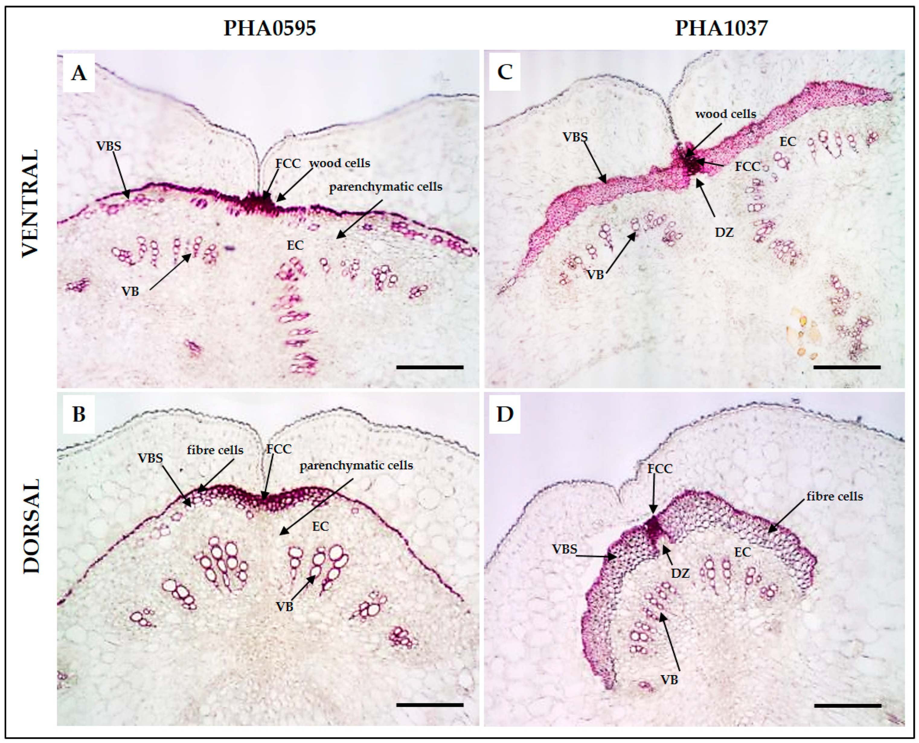 Plants 12 02212 g003