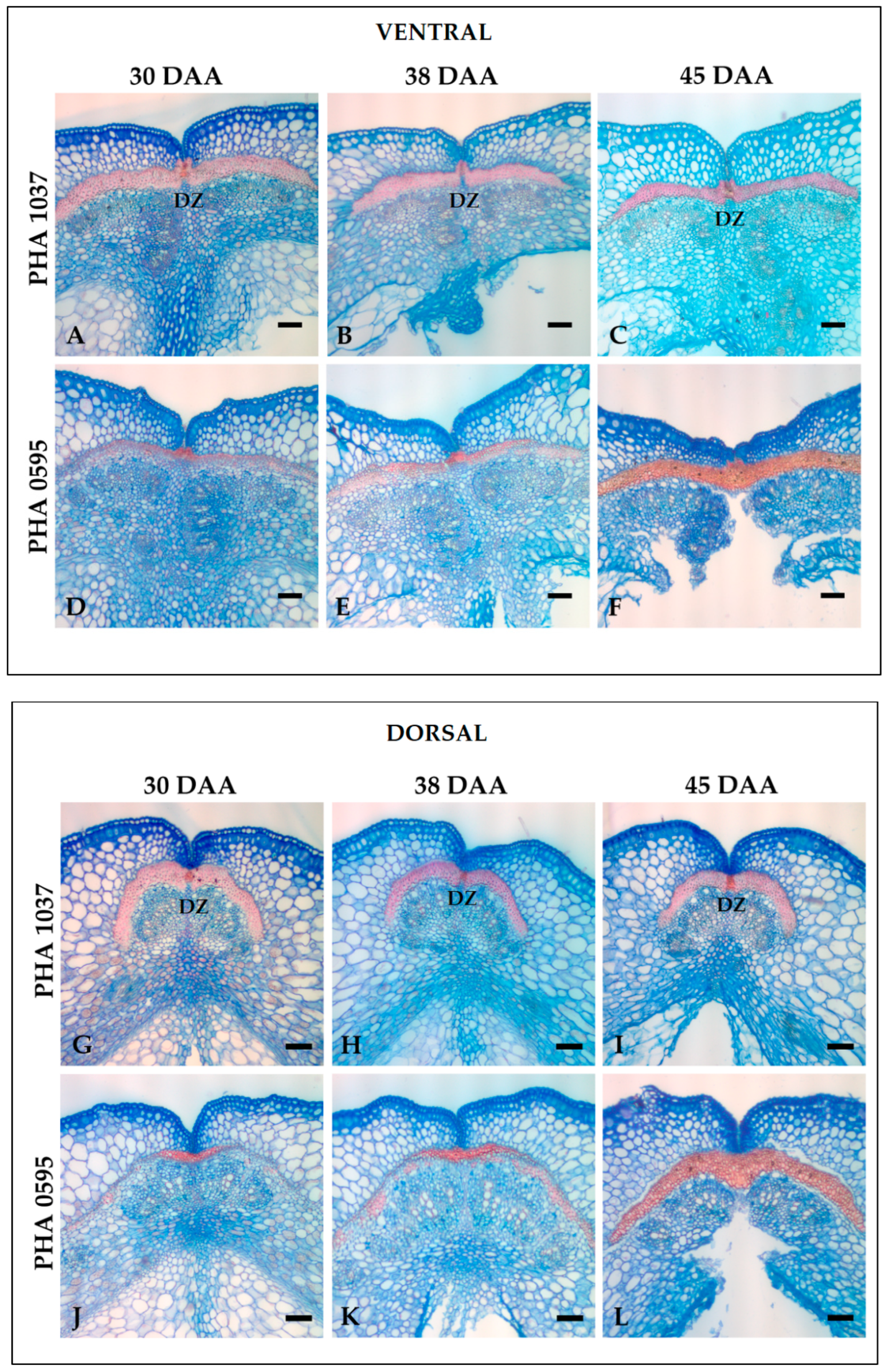 Plants 12 02212 g004