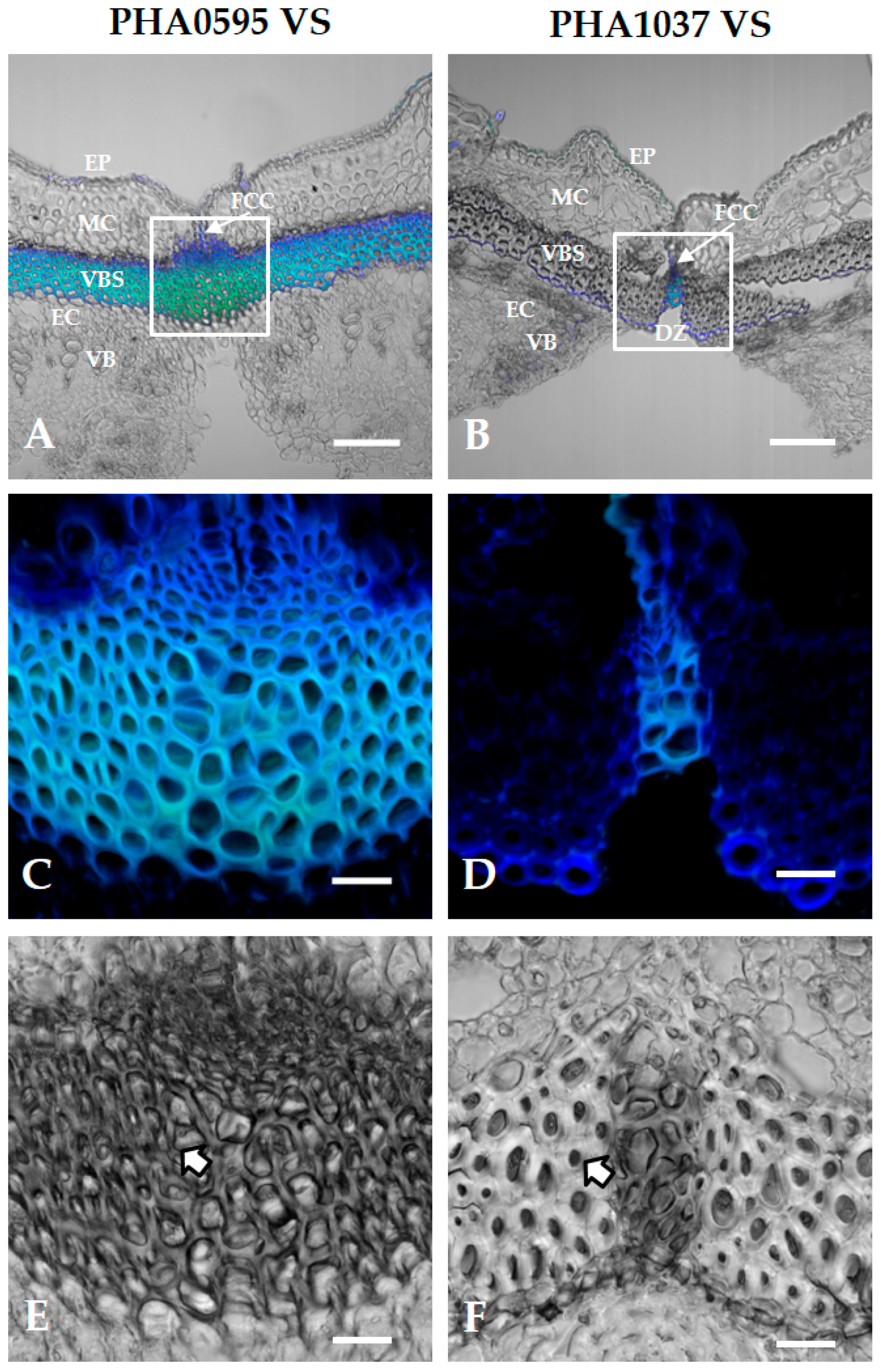 Plants 12 02212 g006