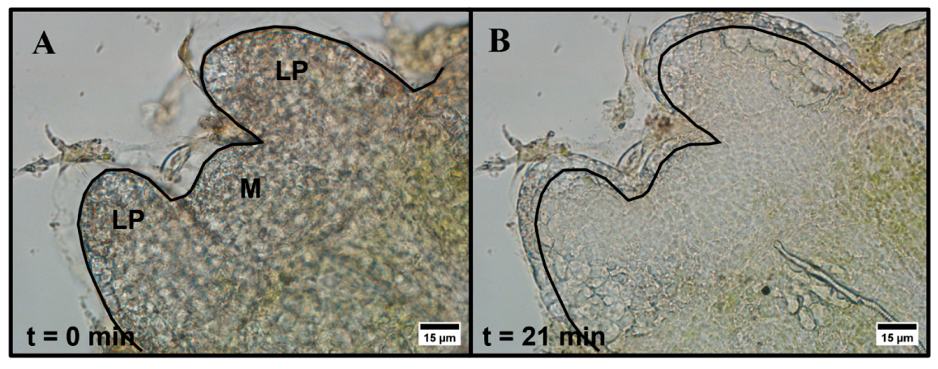 Plants 12 02247 g001