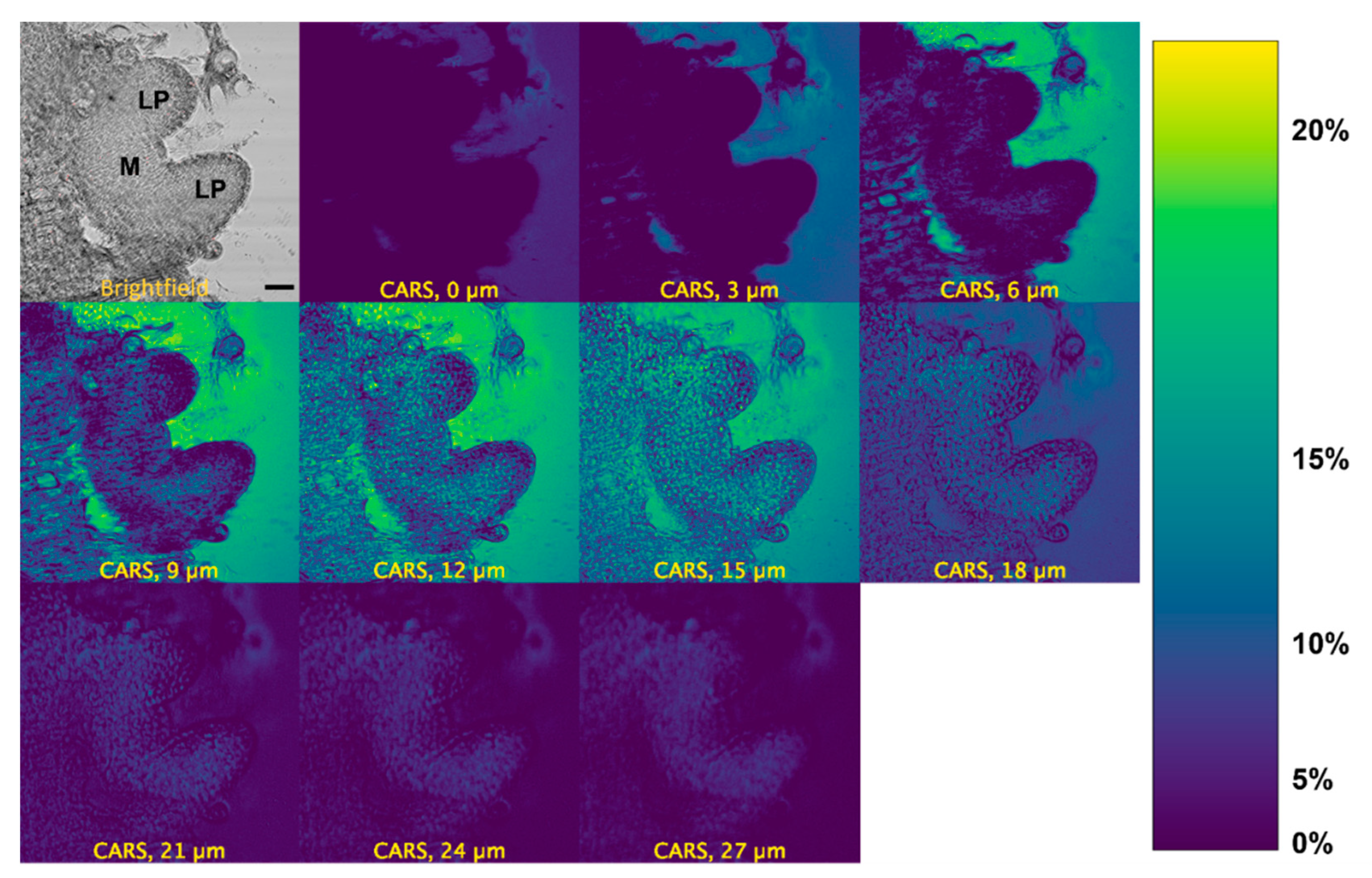 Plants 12 02247 g003