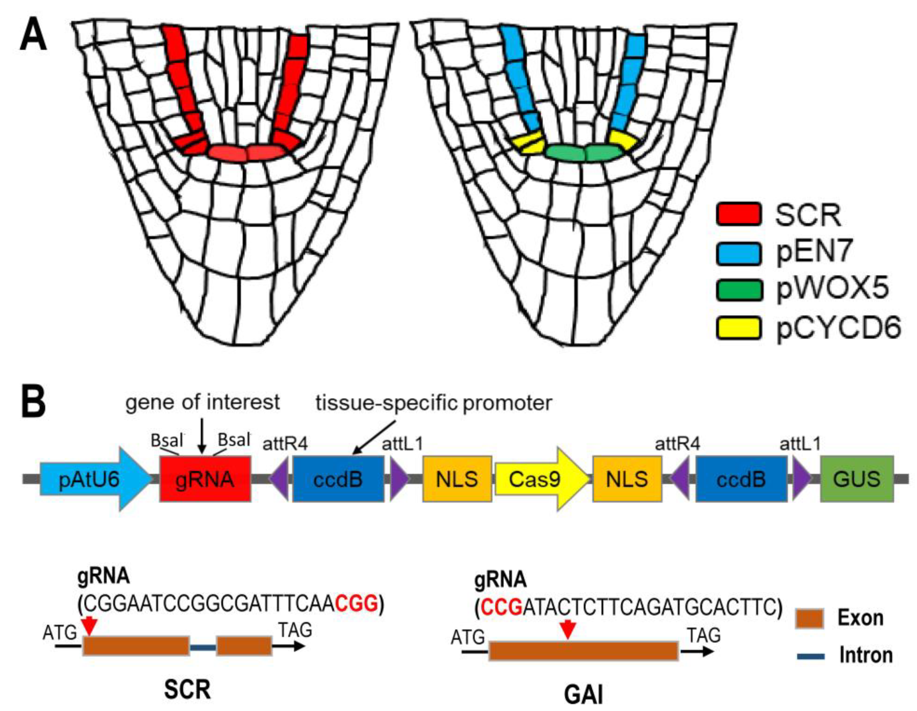 Plants 12 02365 g001