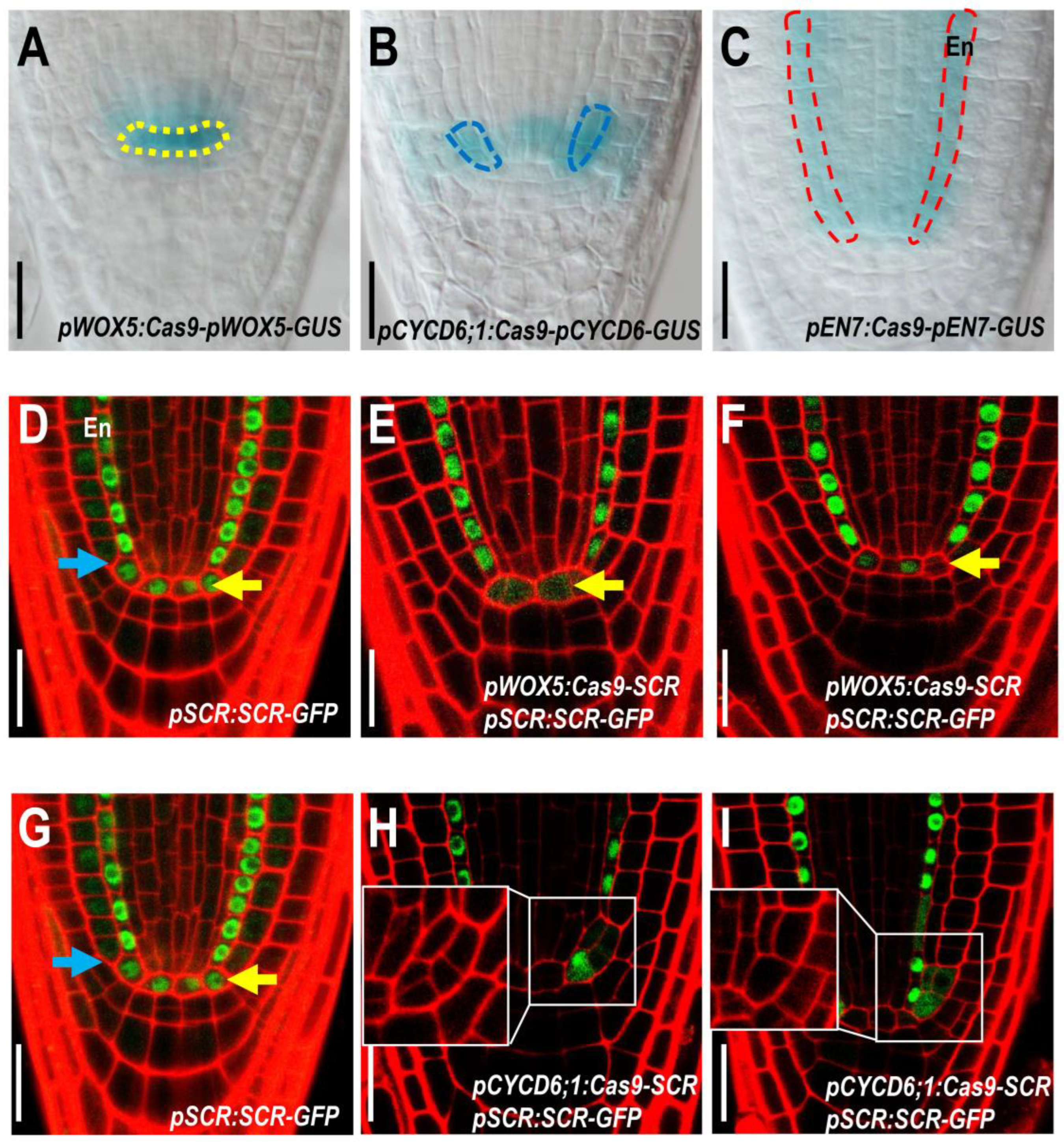 Plants 12 02365 g002