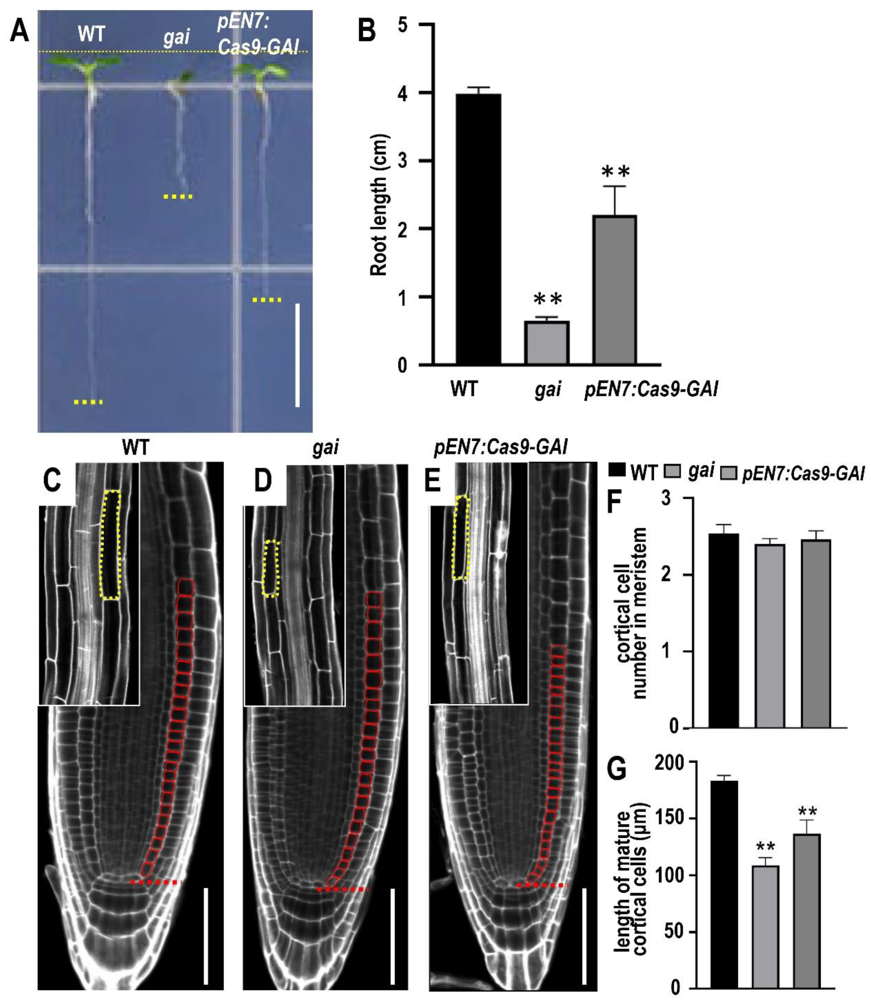 Plants 12 02365 g004