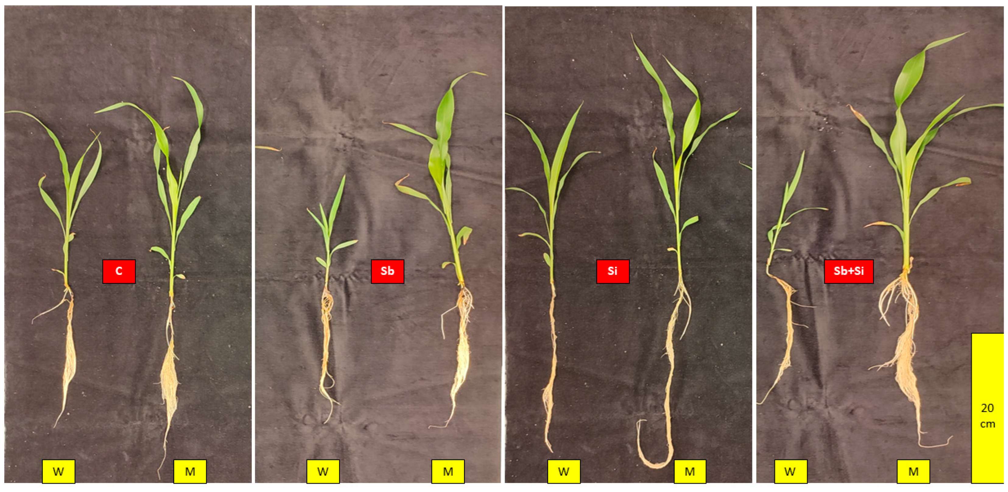 Plants 12 02368 g001