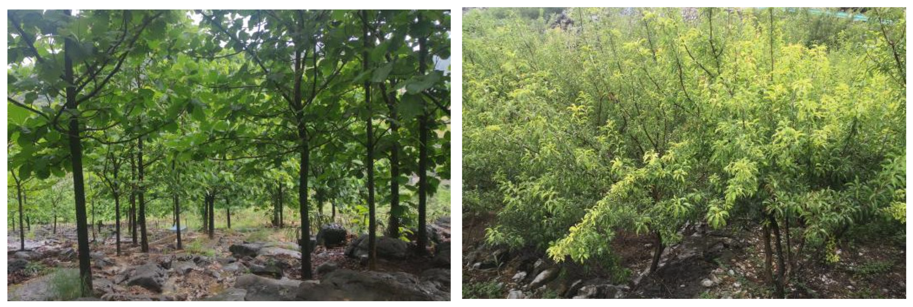 Plants 12 02376 g006