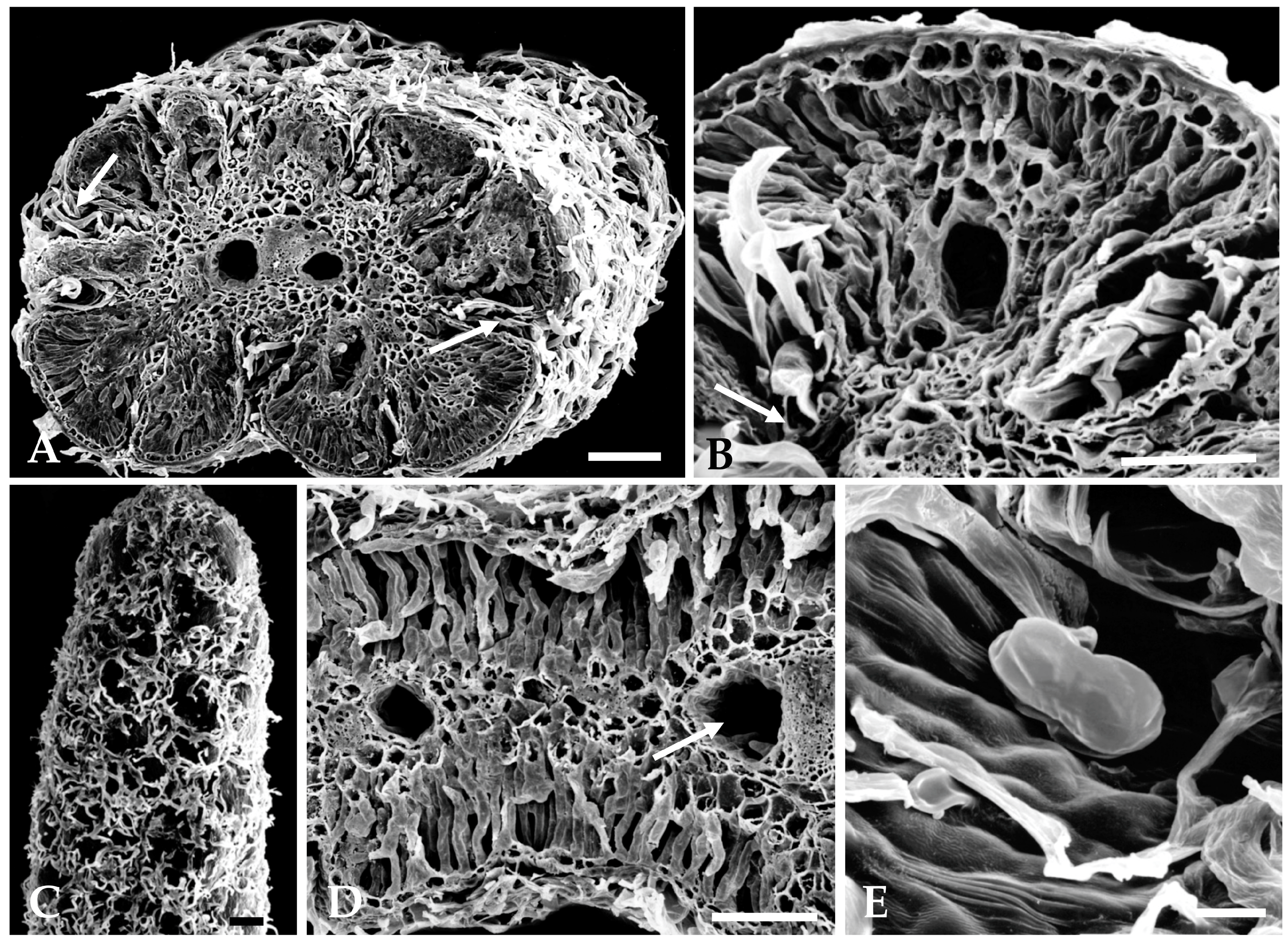 Plants 12 02391 g003