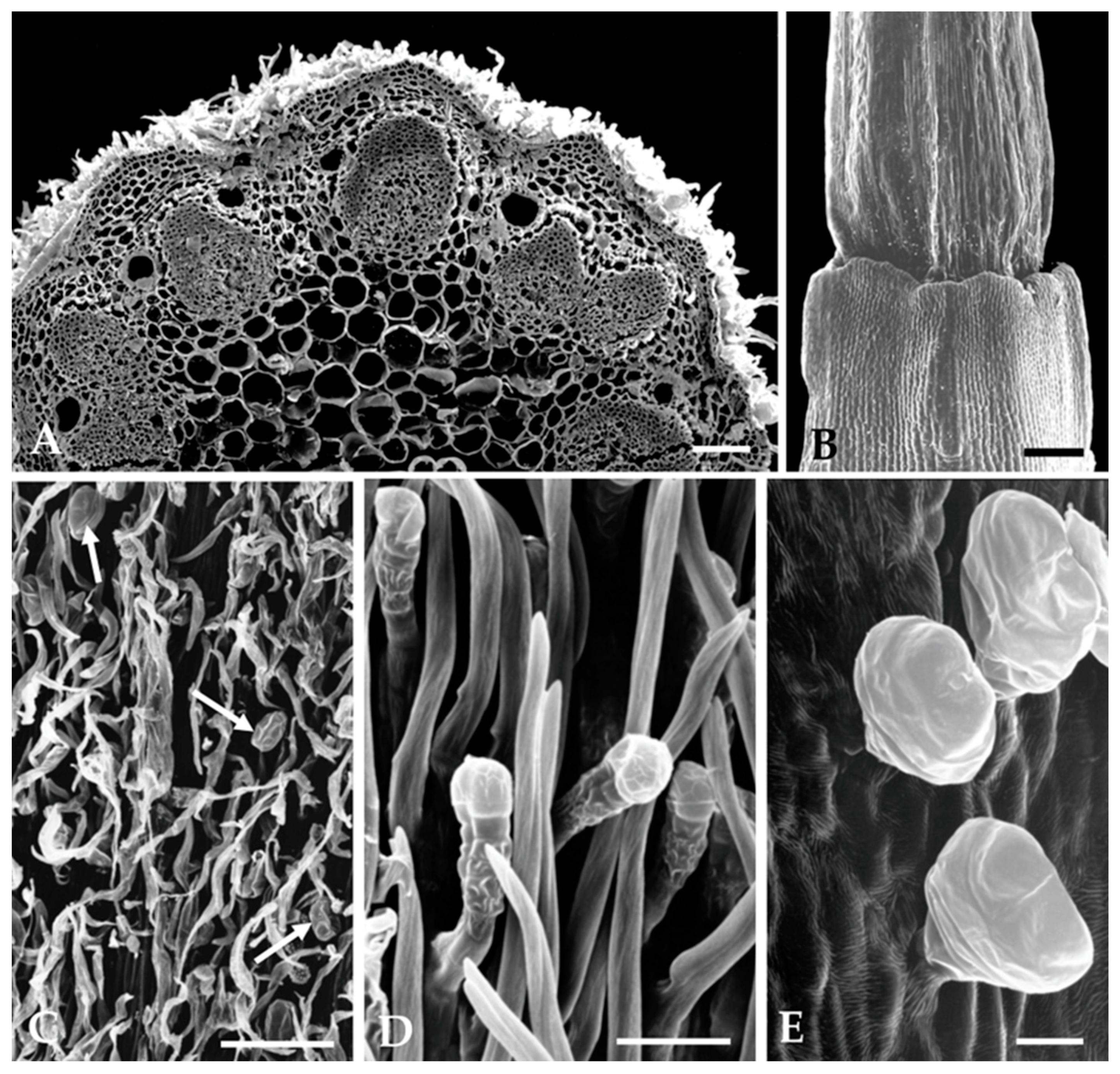 Plants 12 02391 g004