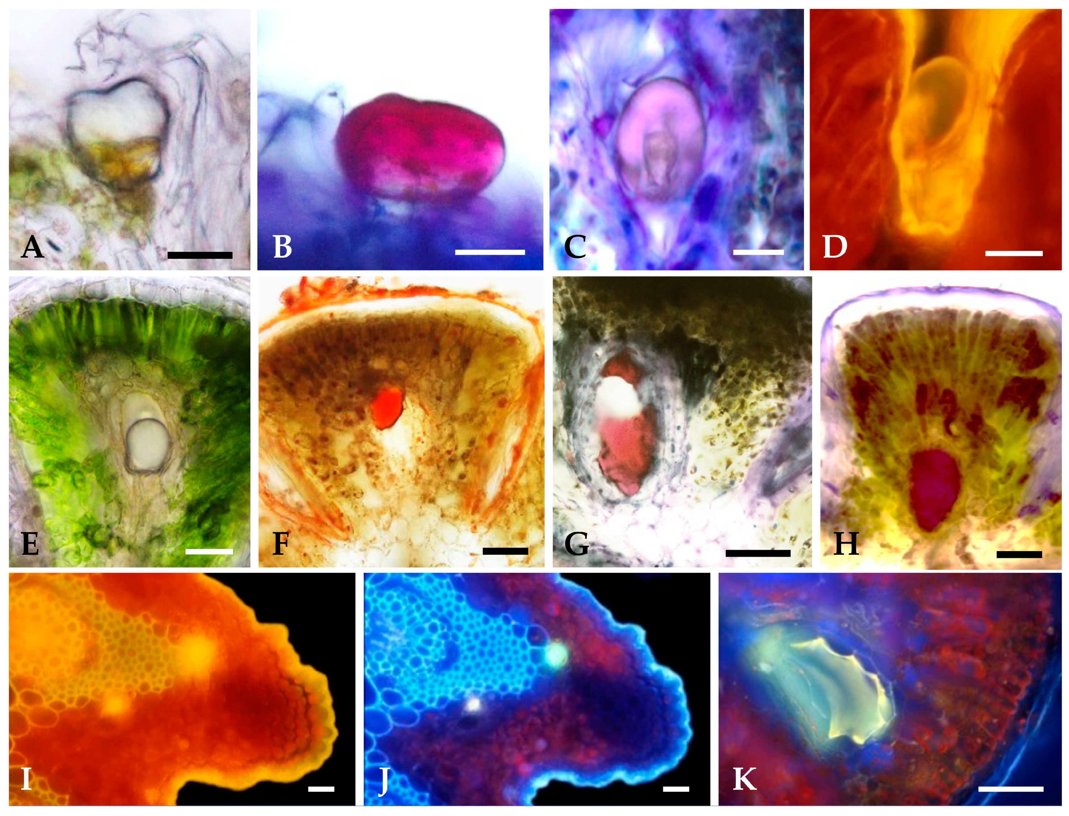 Plants 12 02391 g006