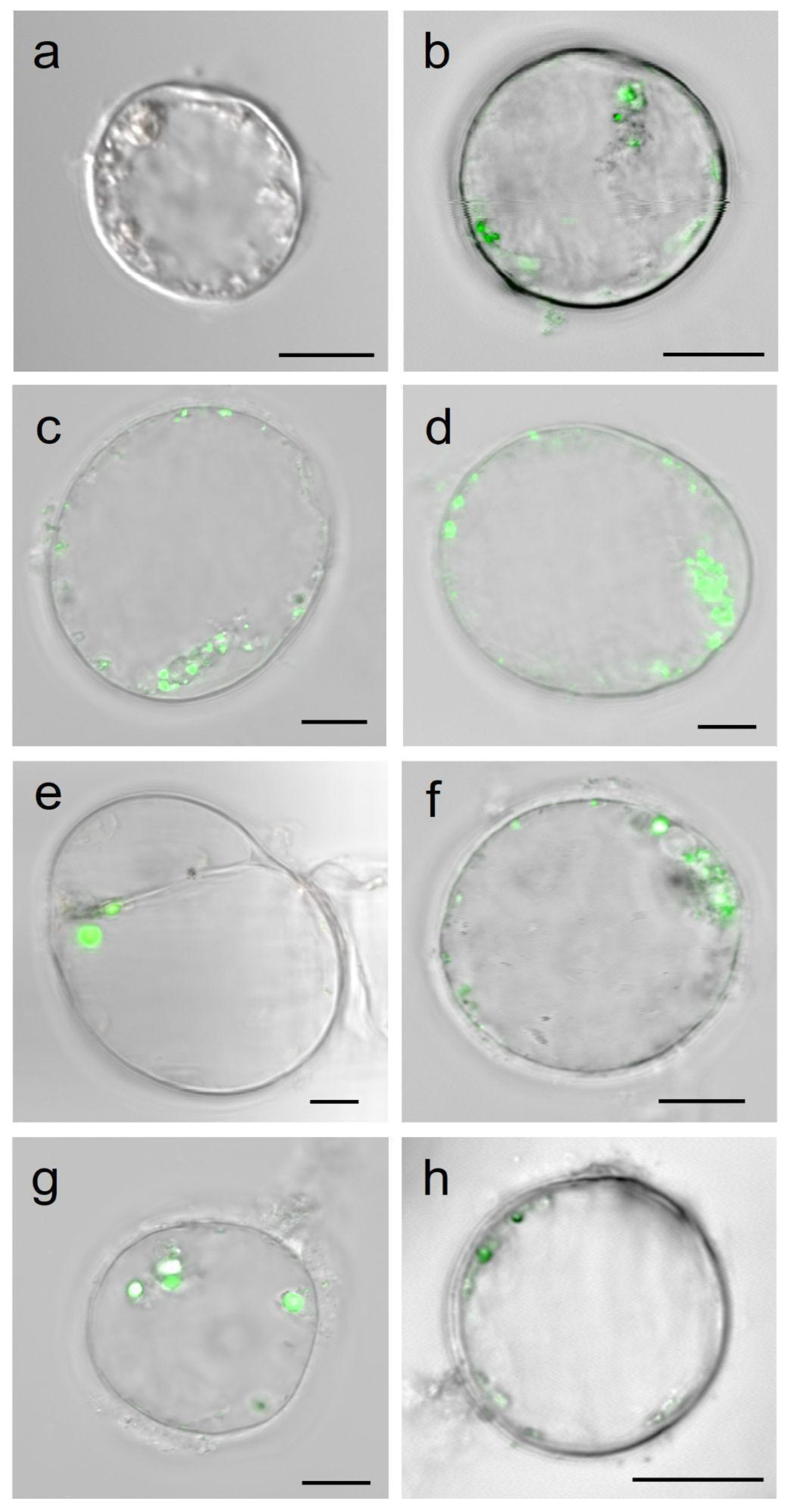 Plants 12 02397 g001