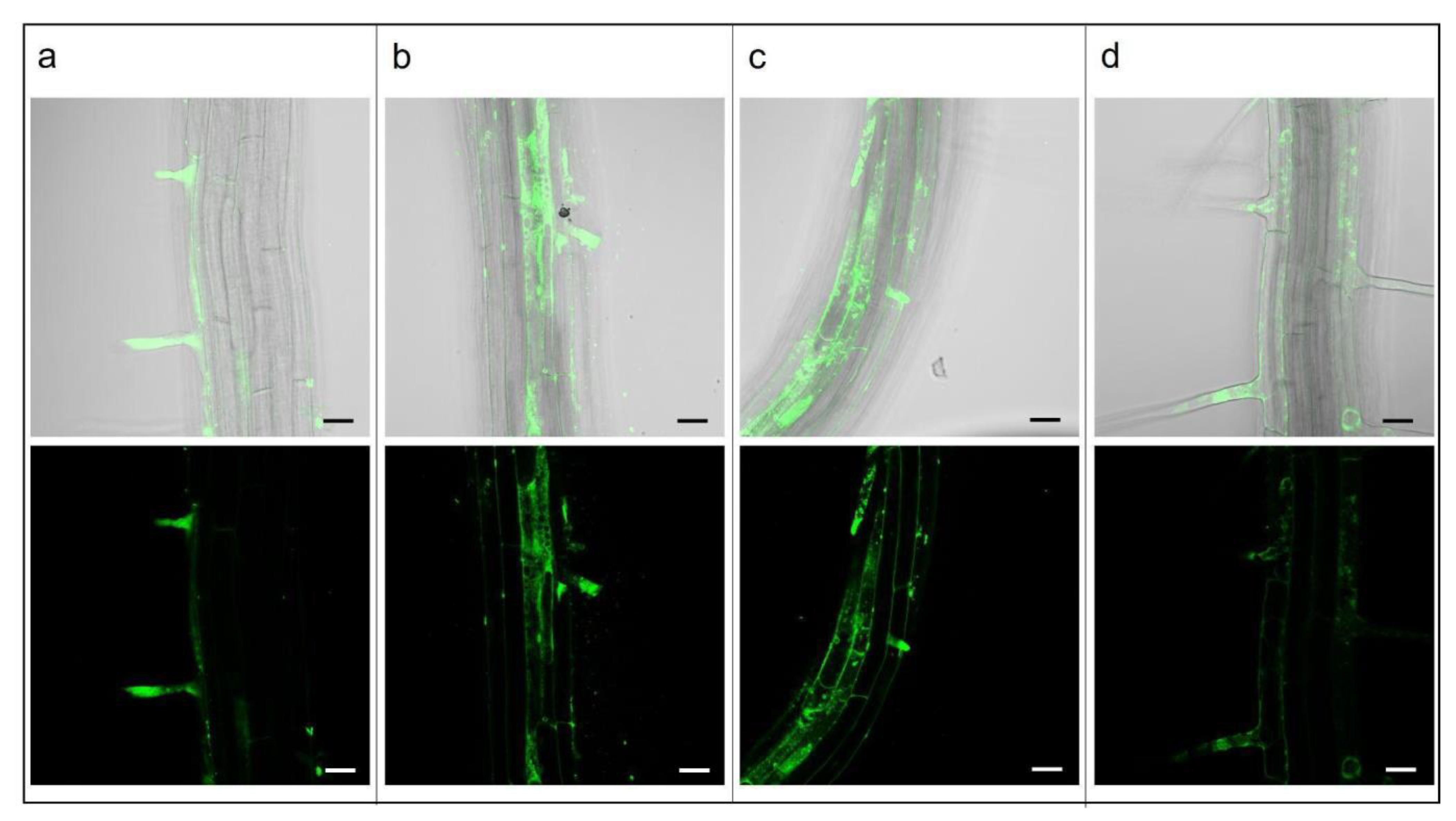 Plants 12 02397 g002