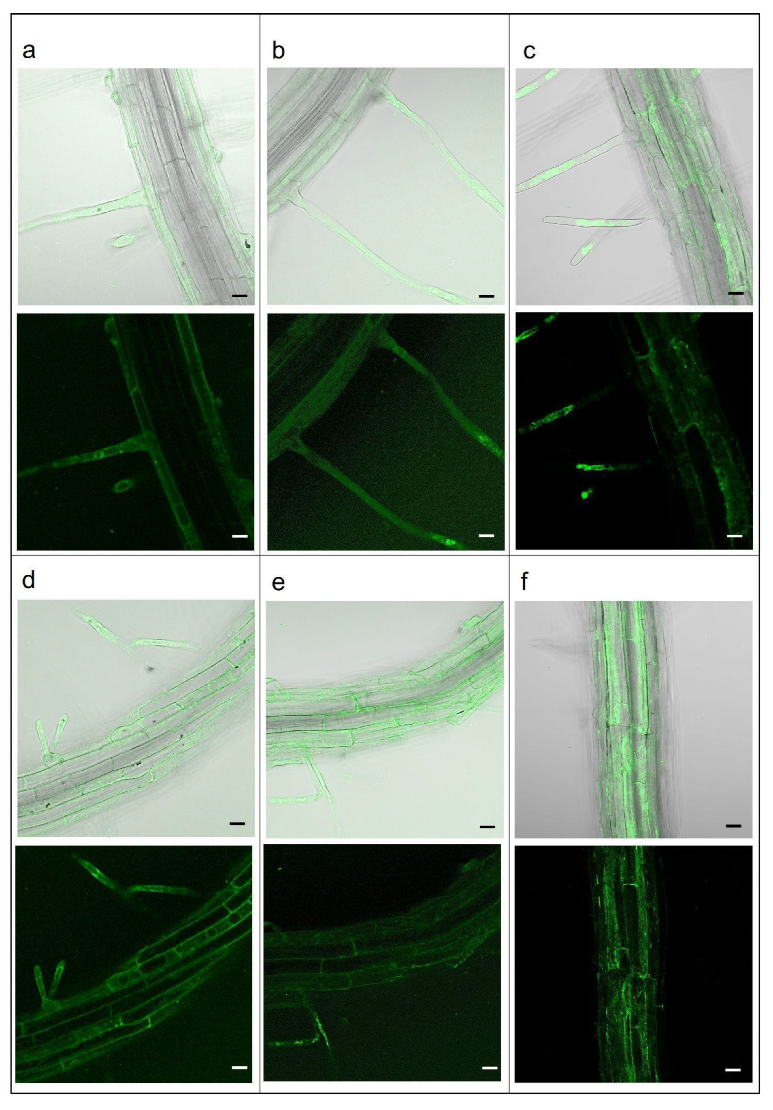 Plants 12 02397 g003