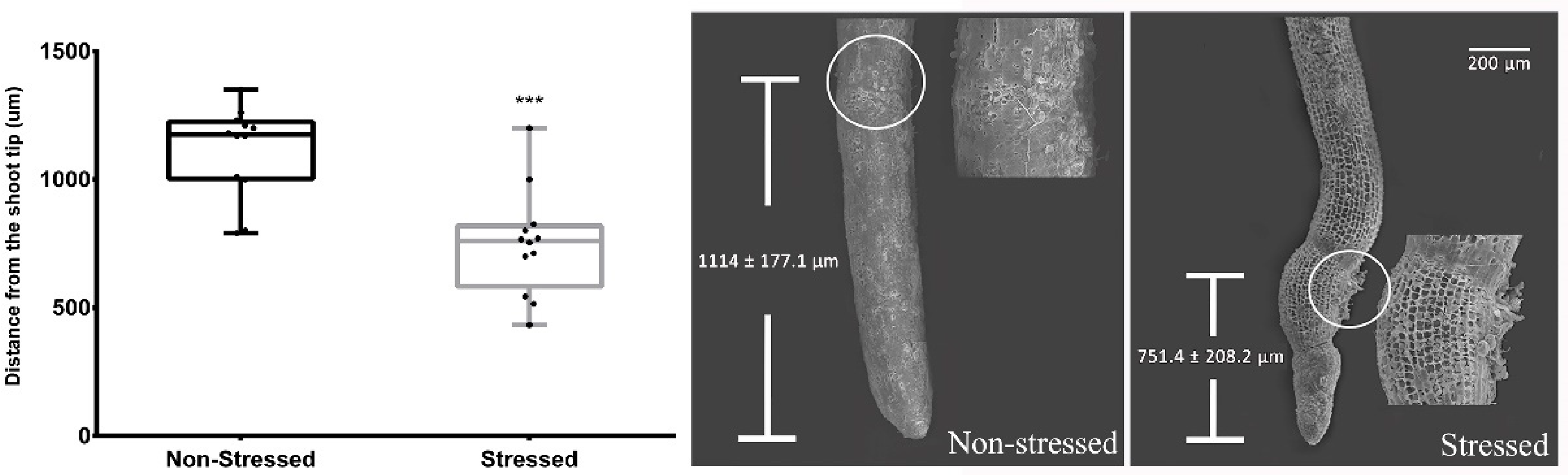 Plants 12 02404 g001