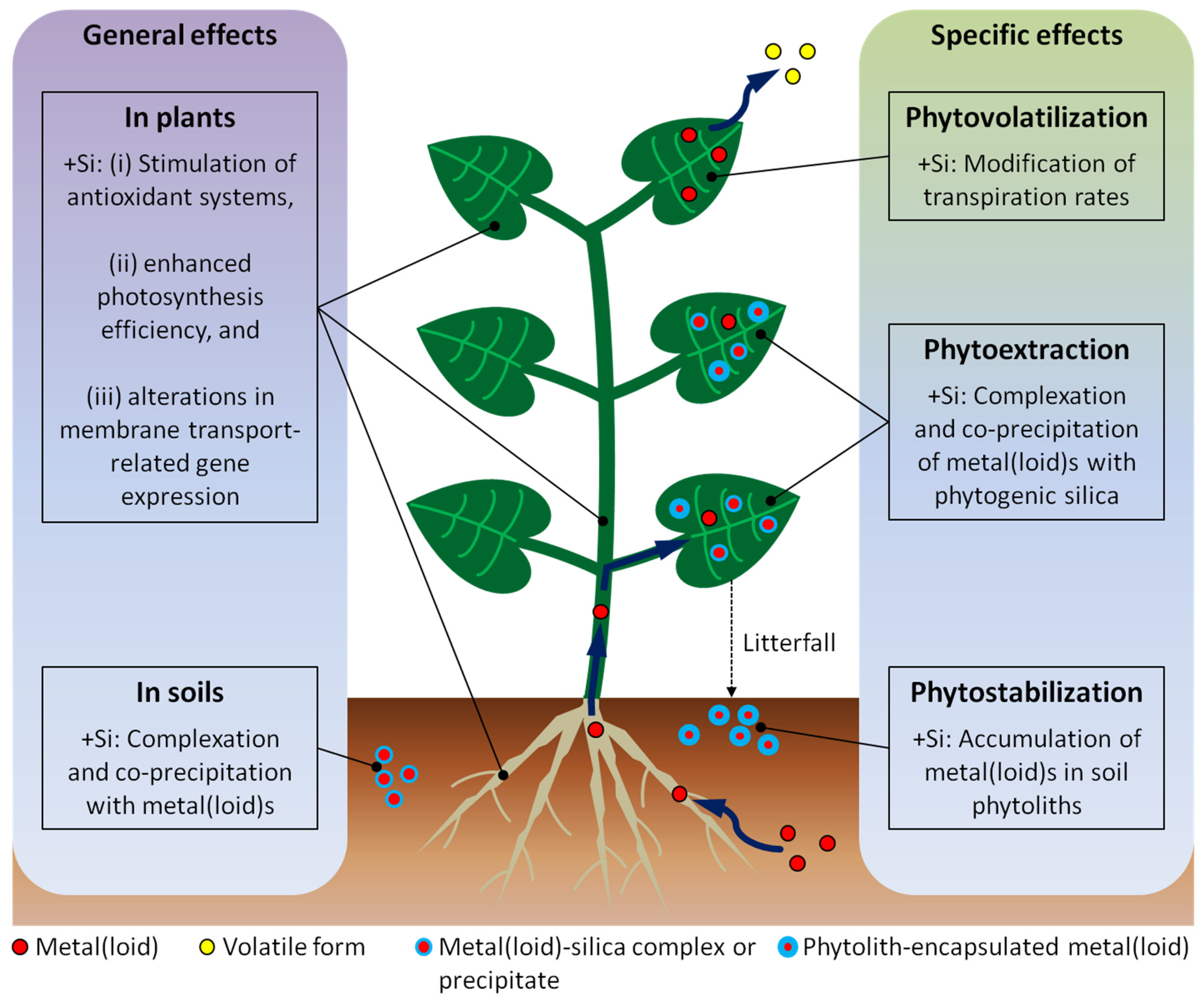 Plants 12 02407 g001