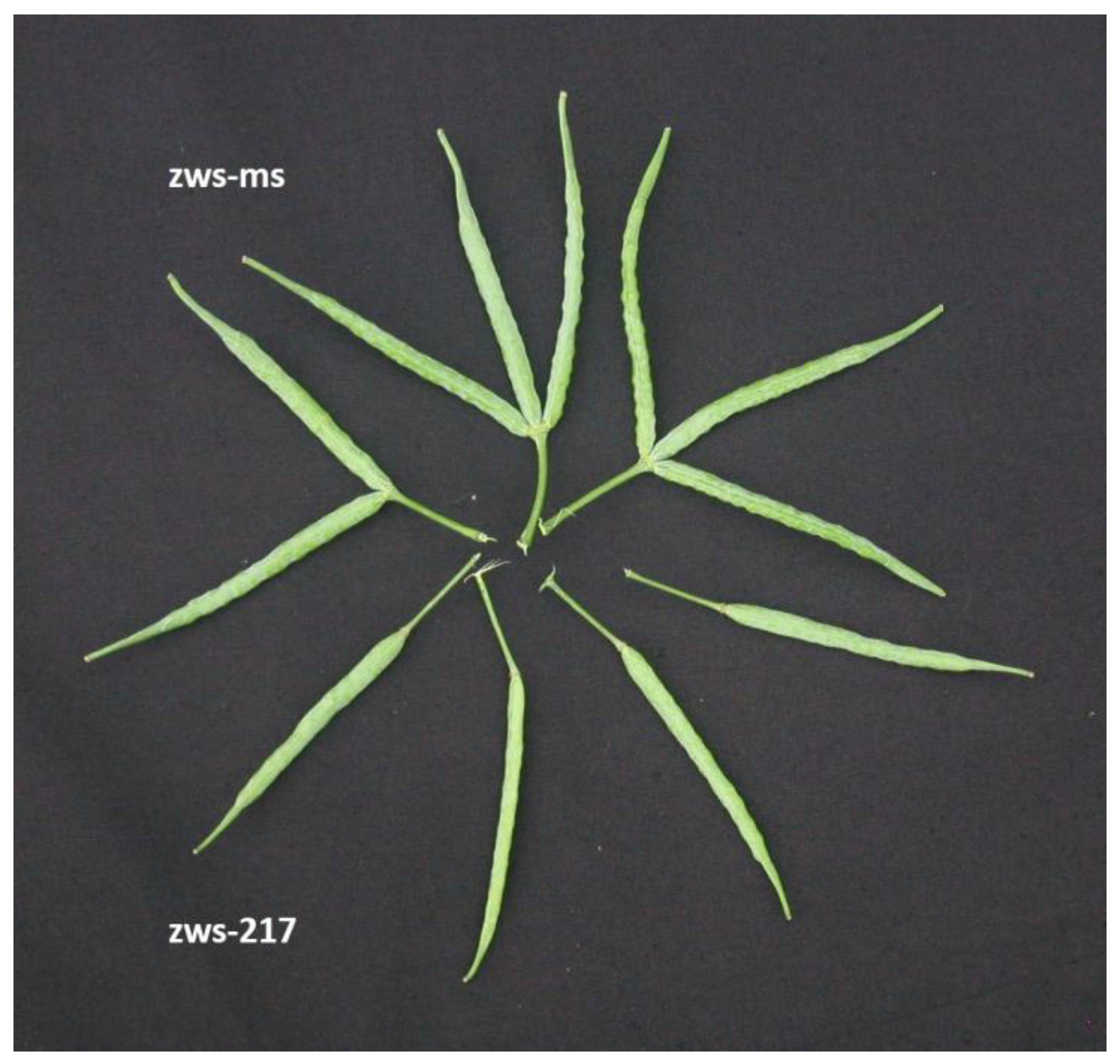 Plants 12 02429 g002