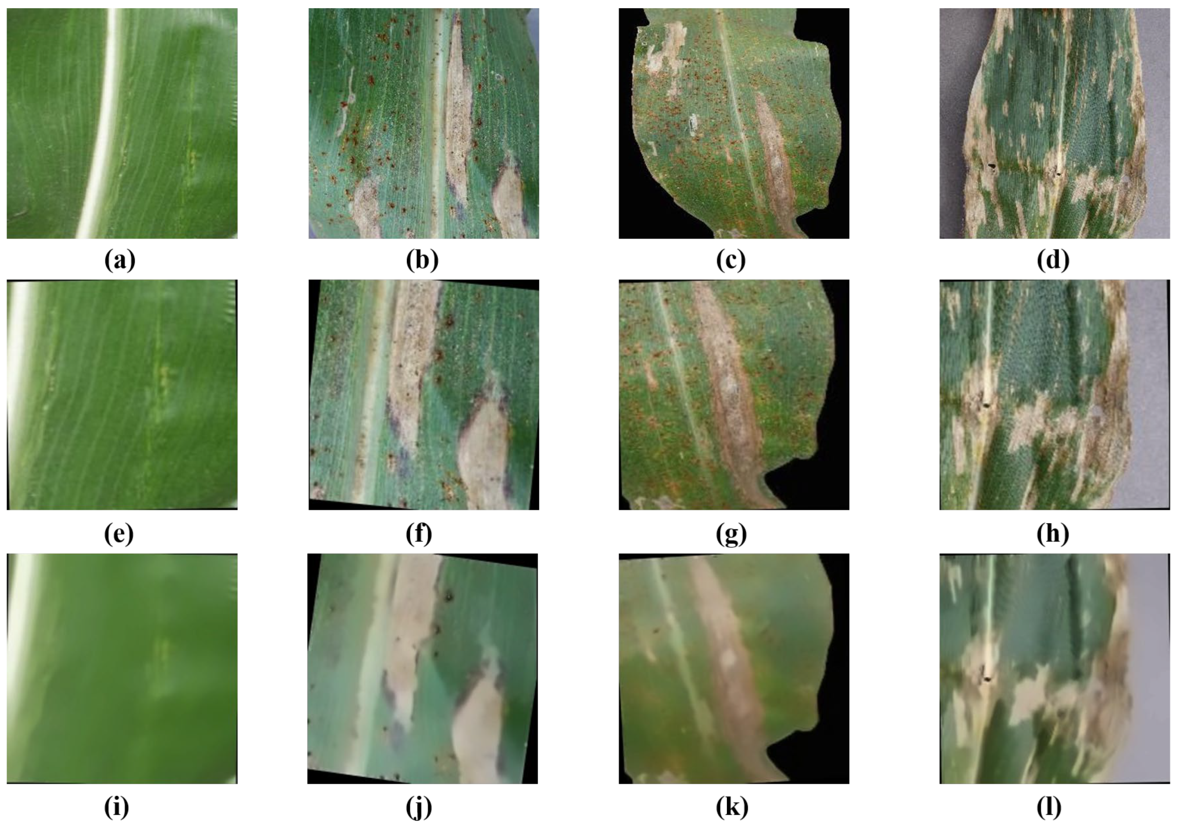 Plants 12 02433 g005 Plants 12 02433 g005