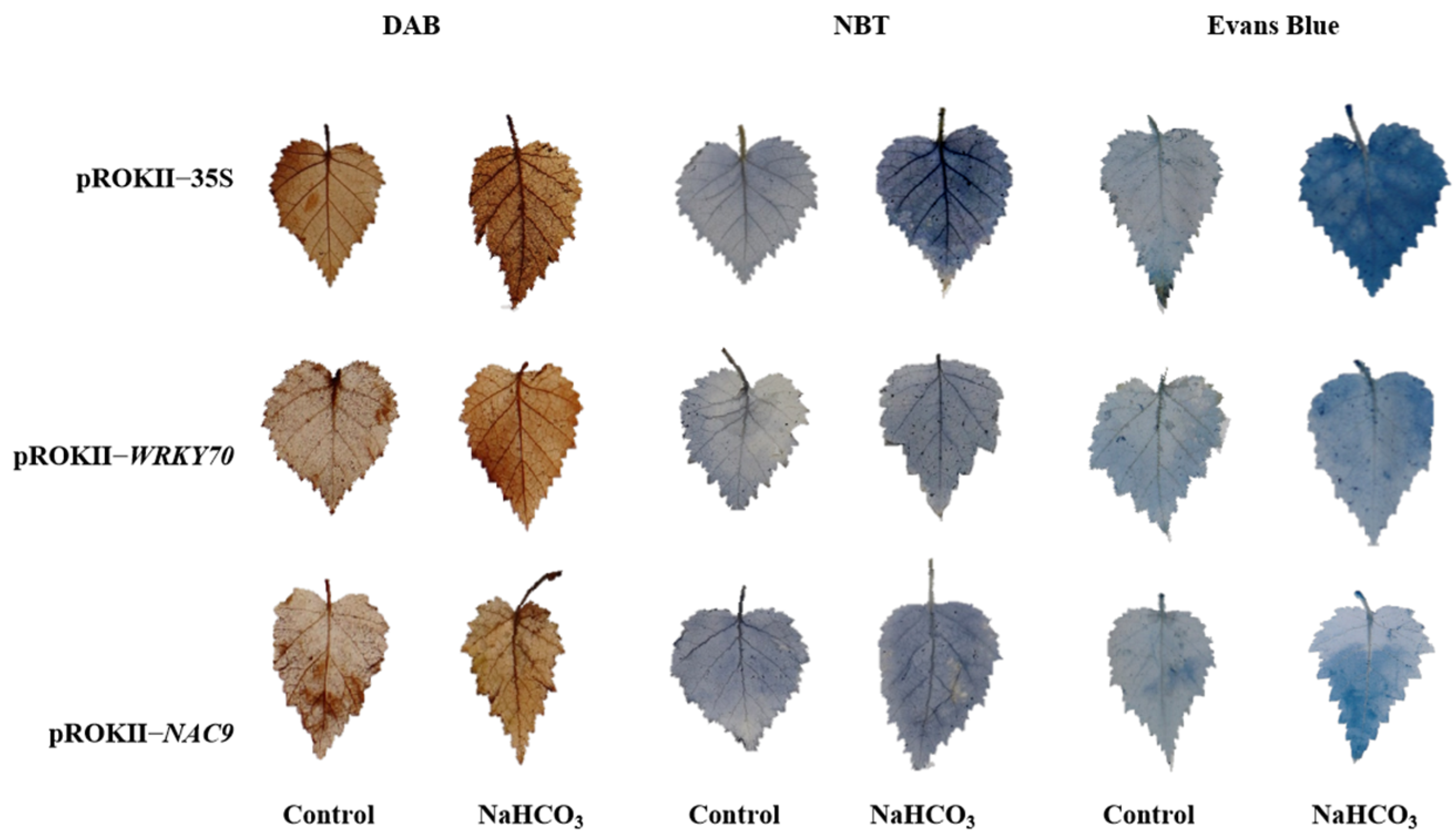 Plants 12 02435 g008