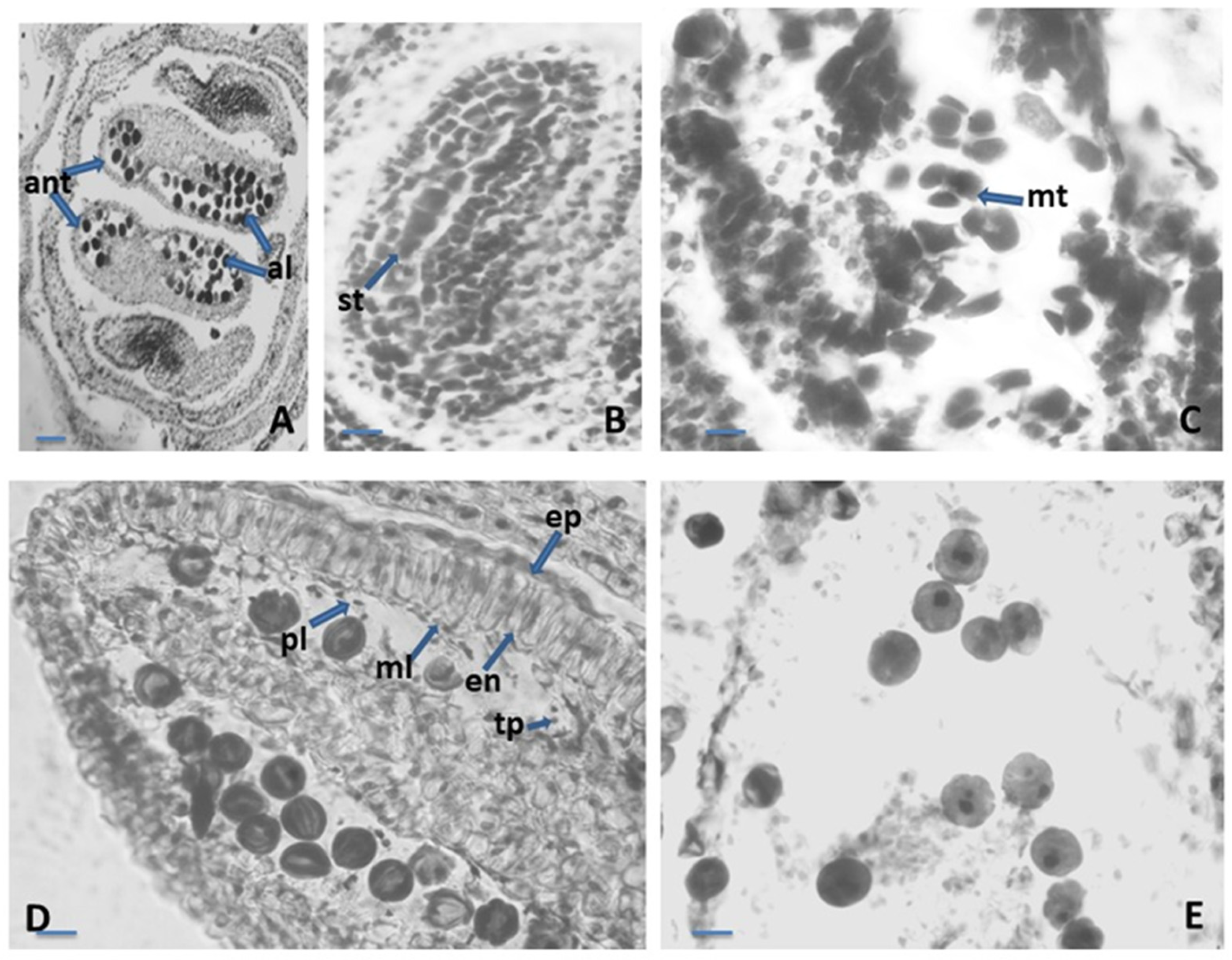 Plants 12 02436 g001