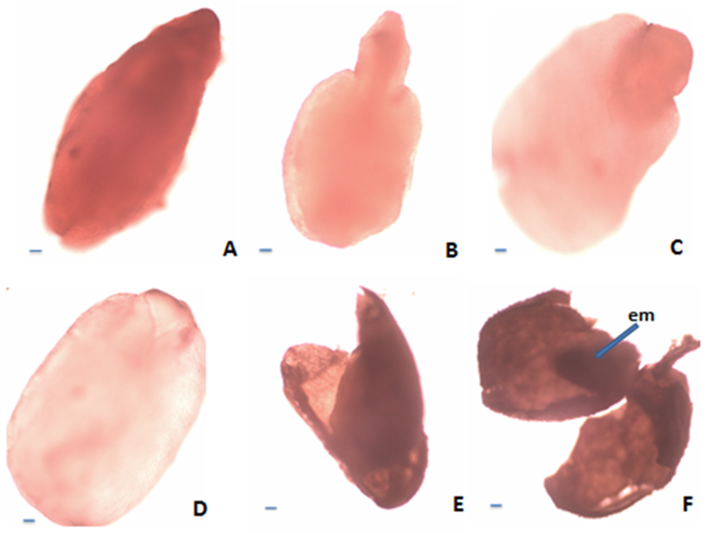 Plants 12 02436 g004