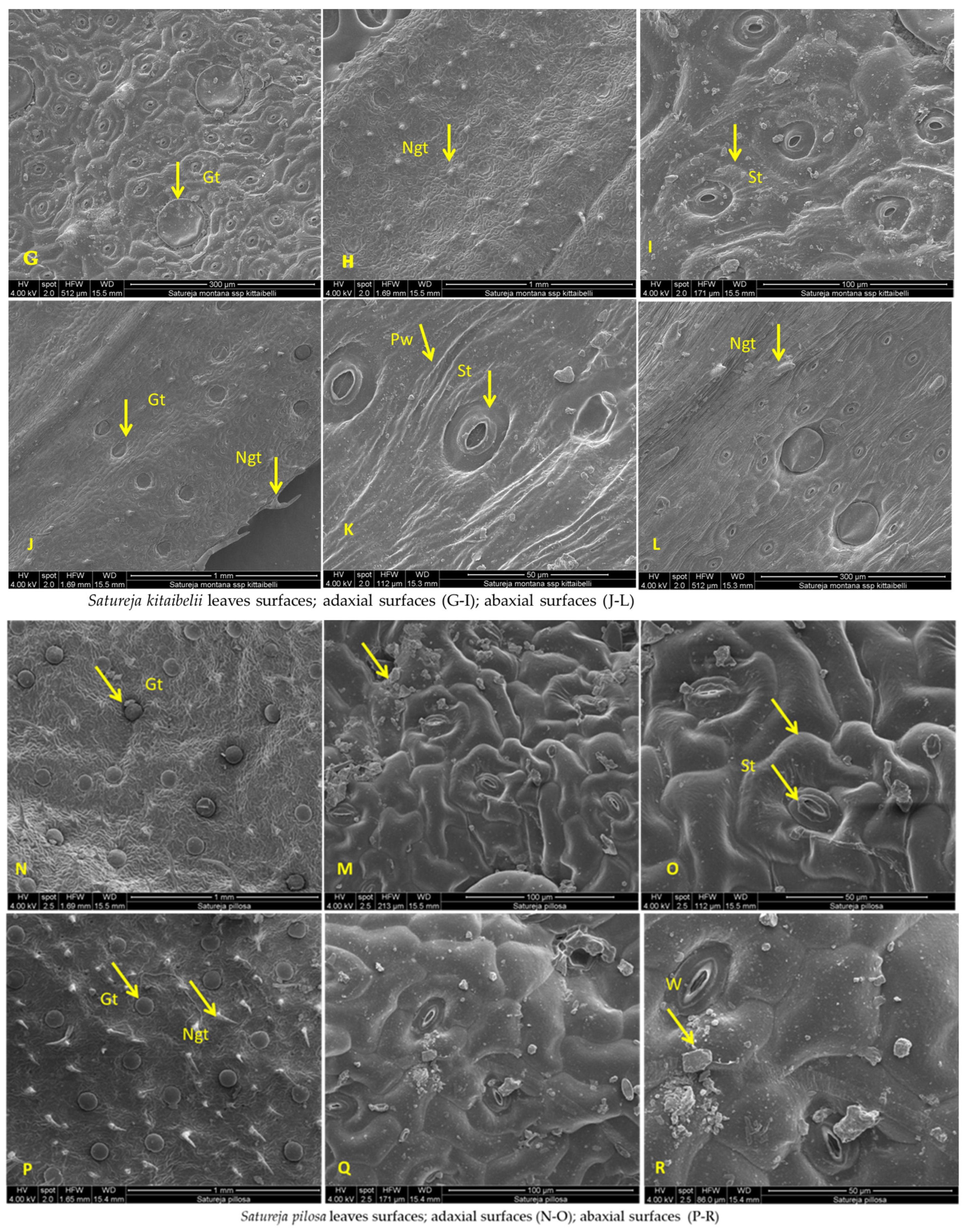 Plants 12 02436 g007b