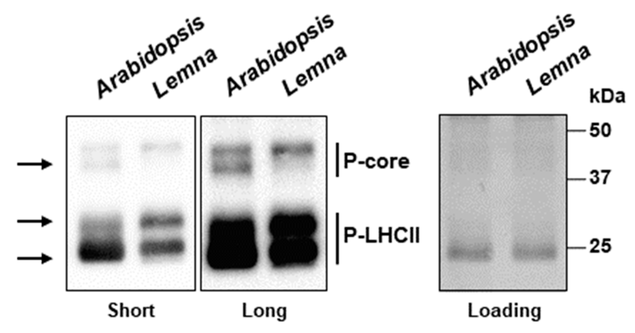 Plants 12 02442 g005
