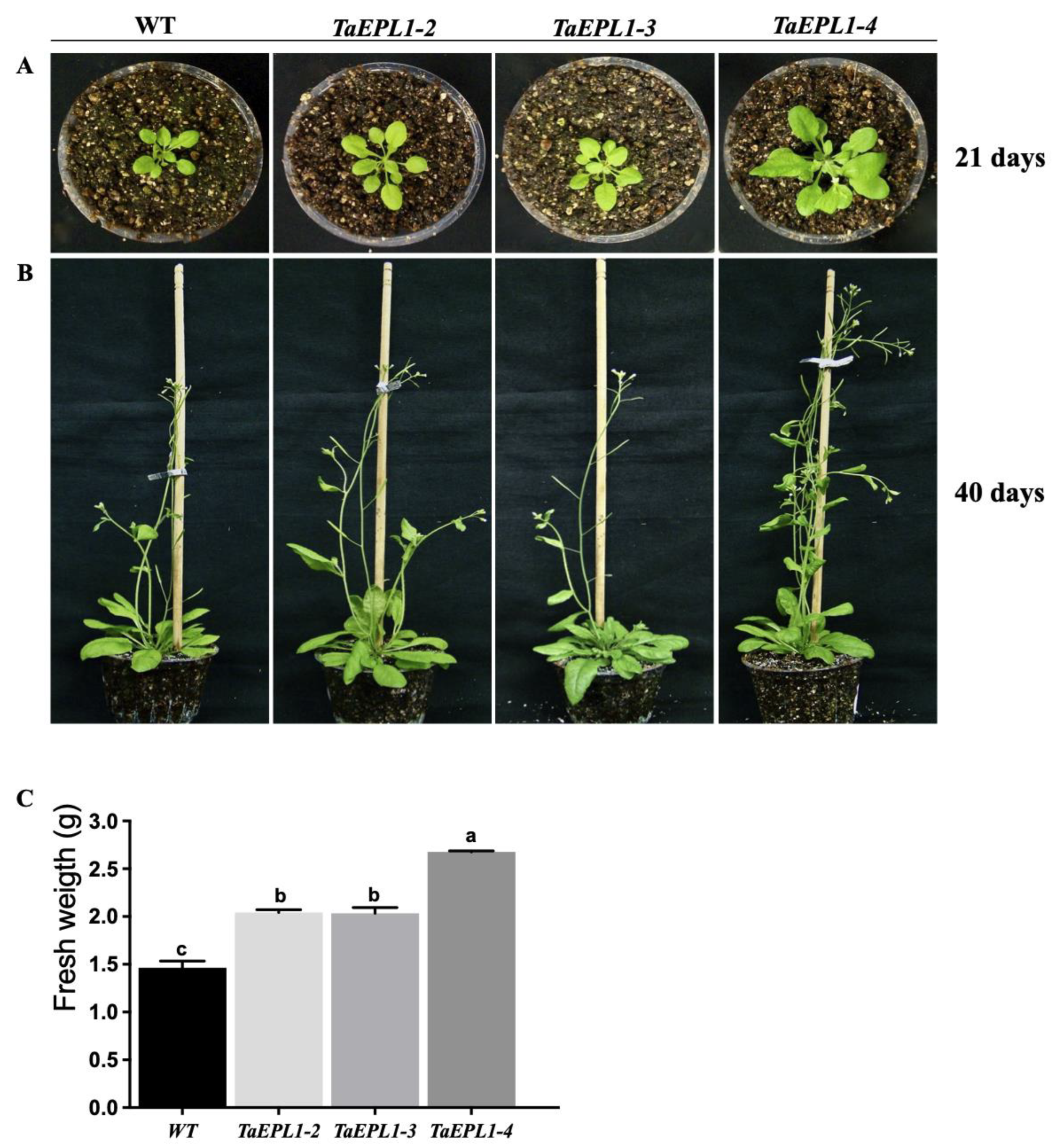 Plants 12 02443 g001