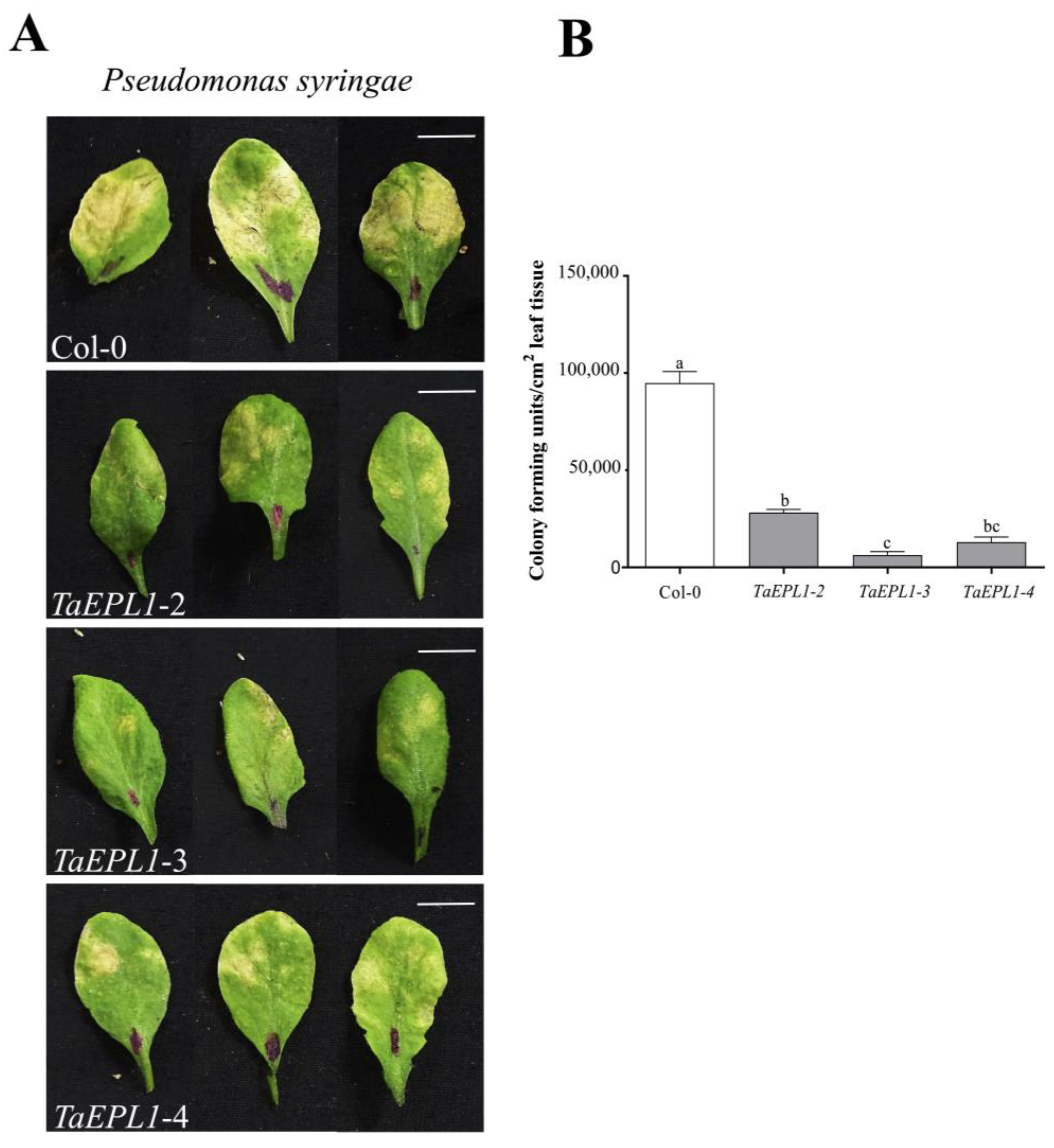 Plants 12 02443 g002