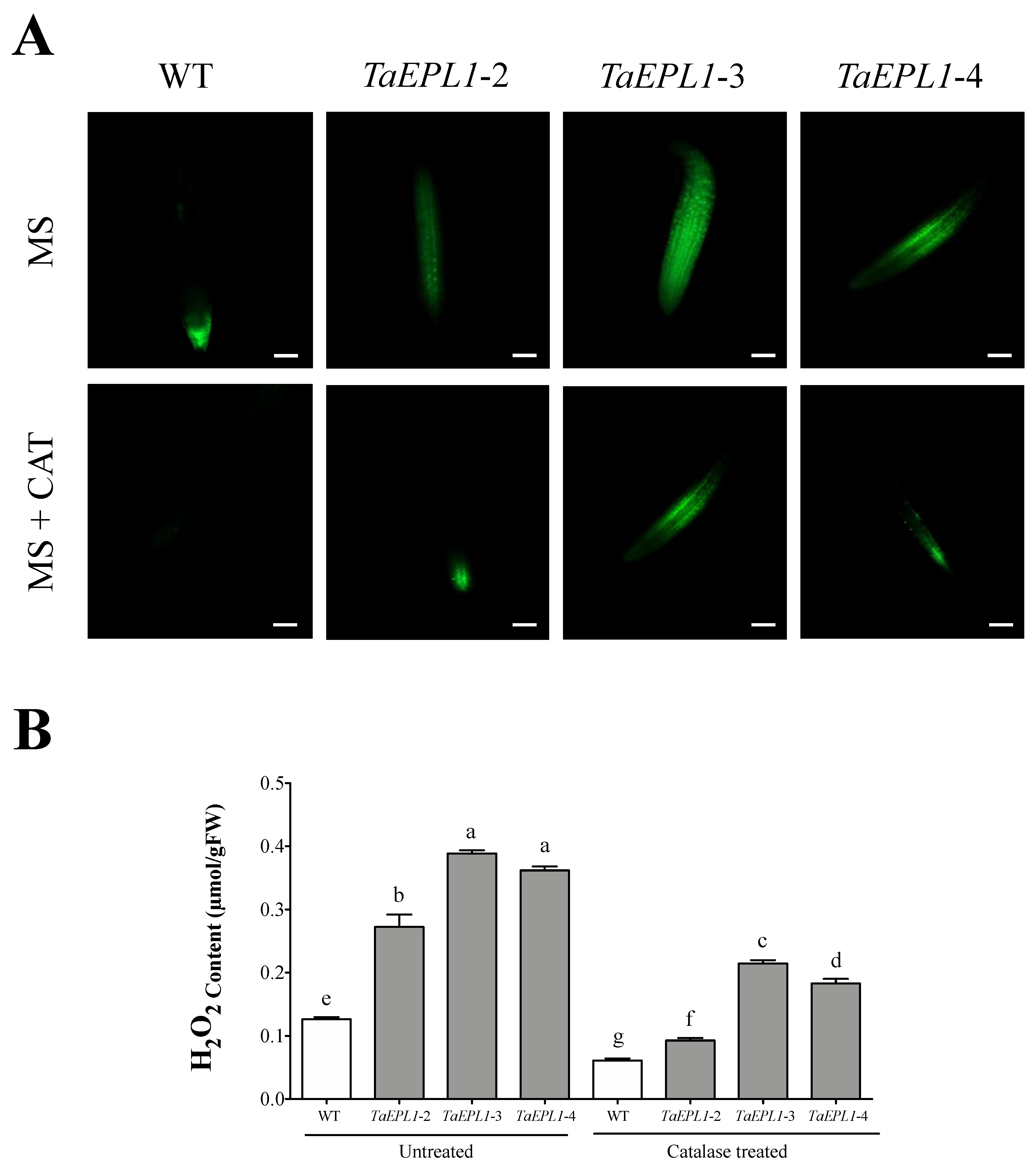 Plants 12 02443 g003