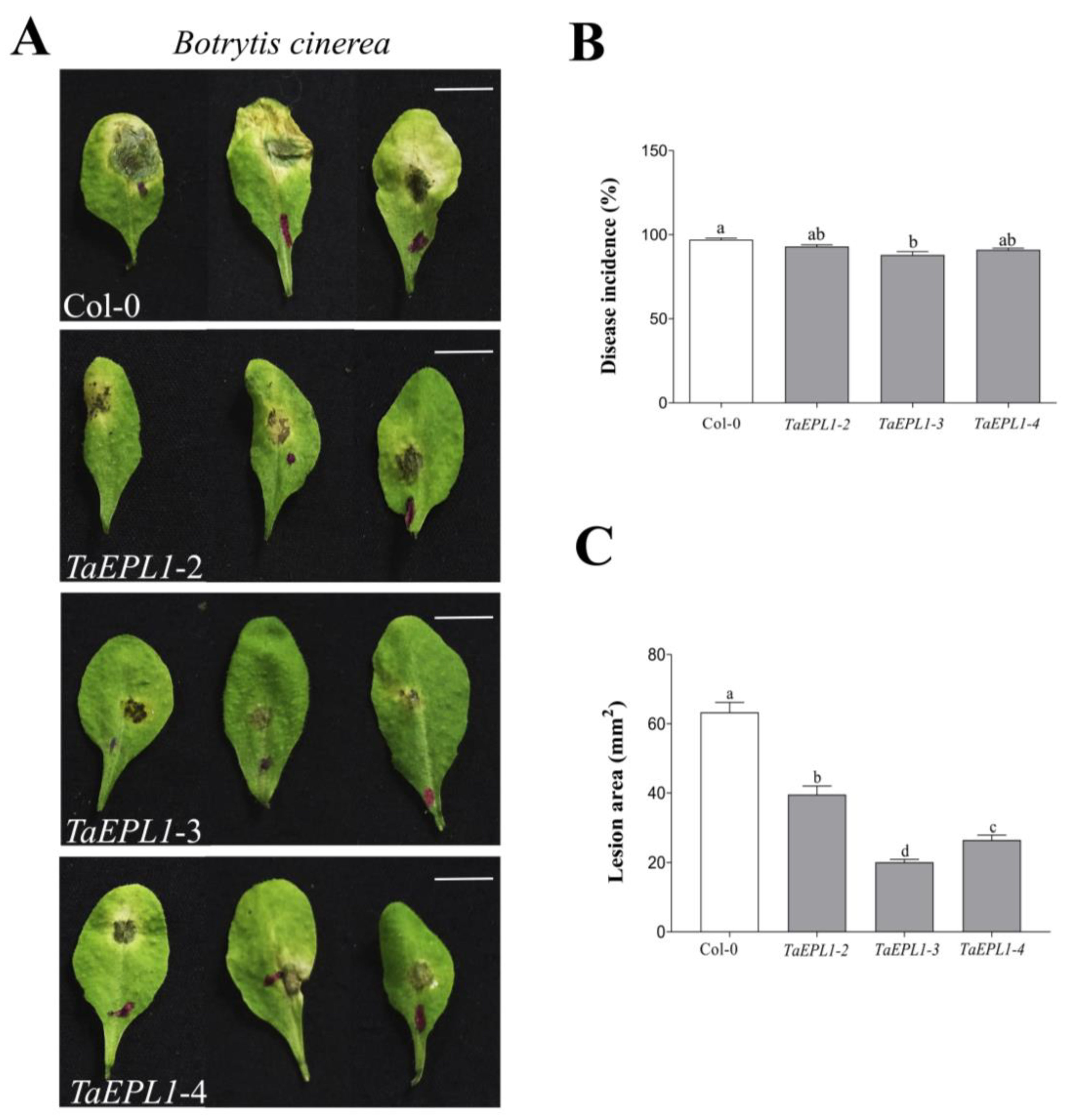Plants 12 02443 g005