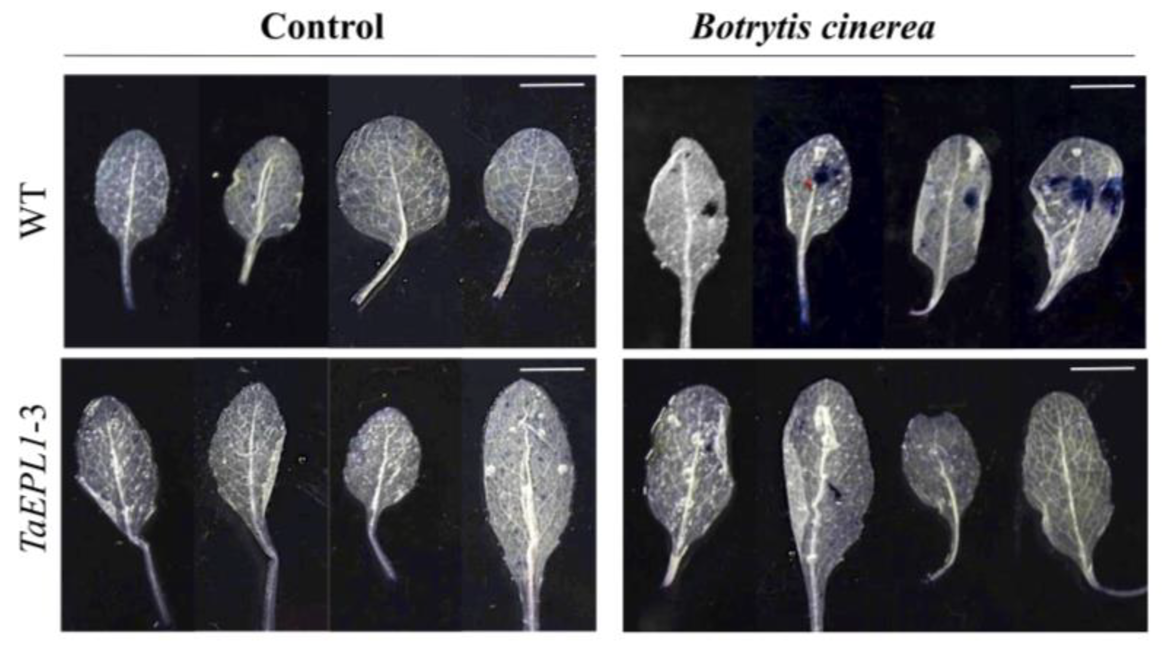 Plants 12 02443 g006