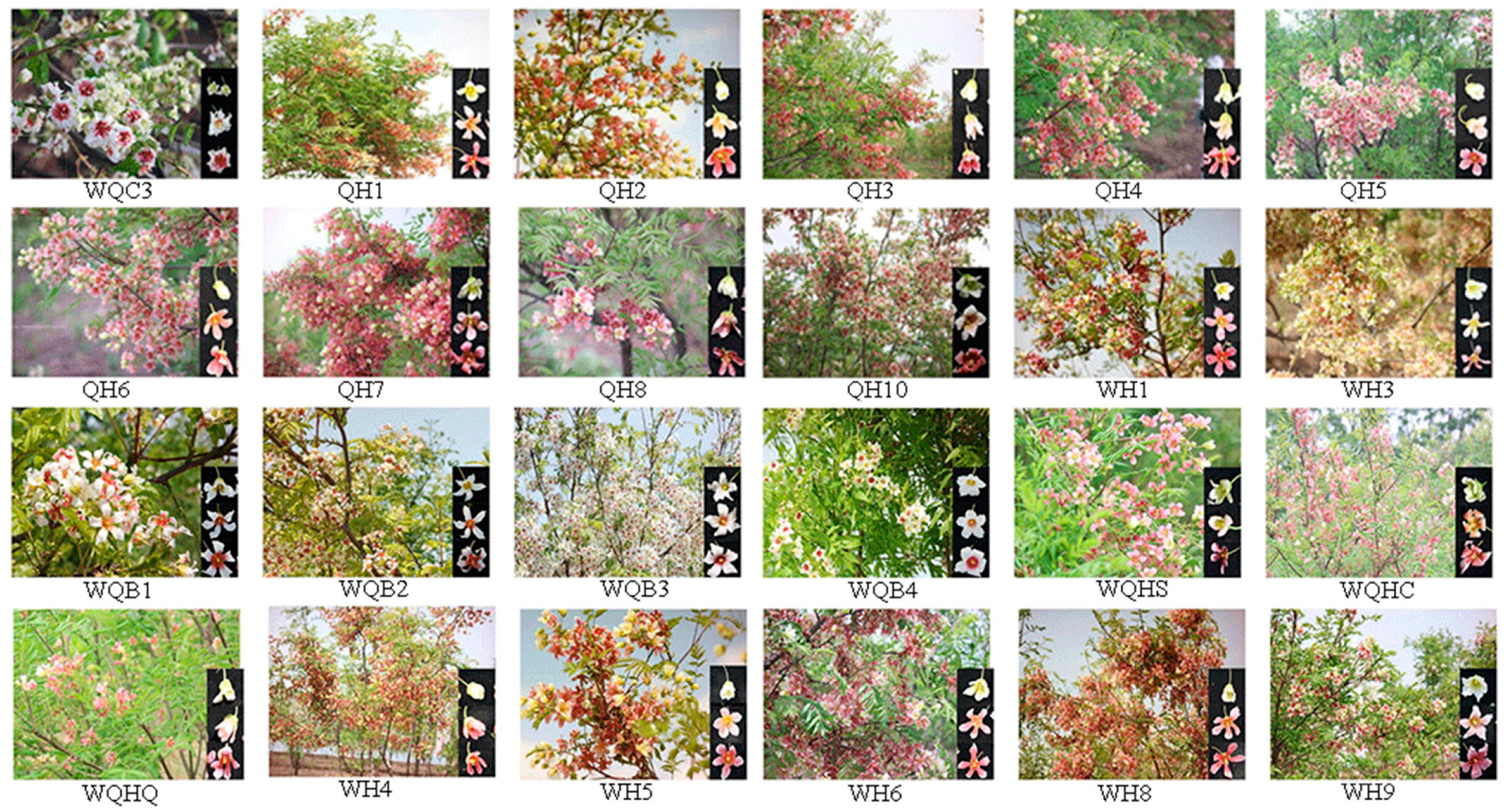 Plants 12 02448 g003