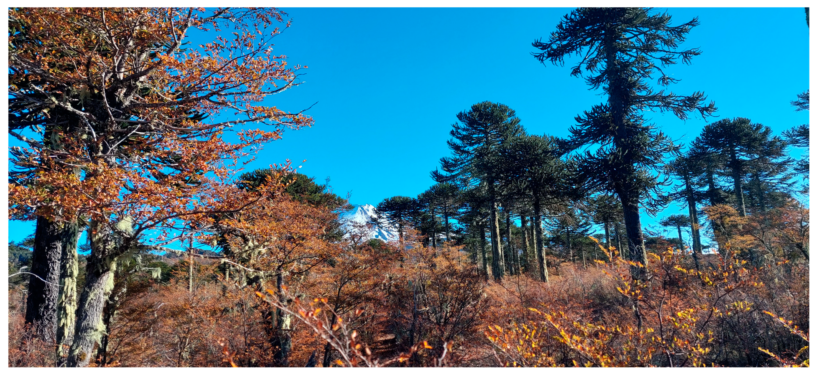 Plants 12 02452 g003