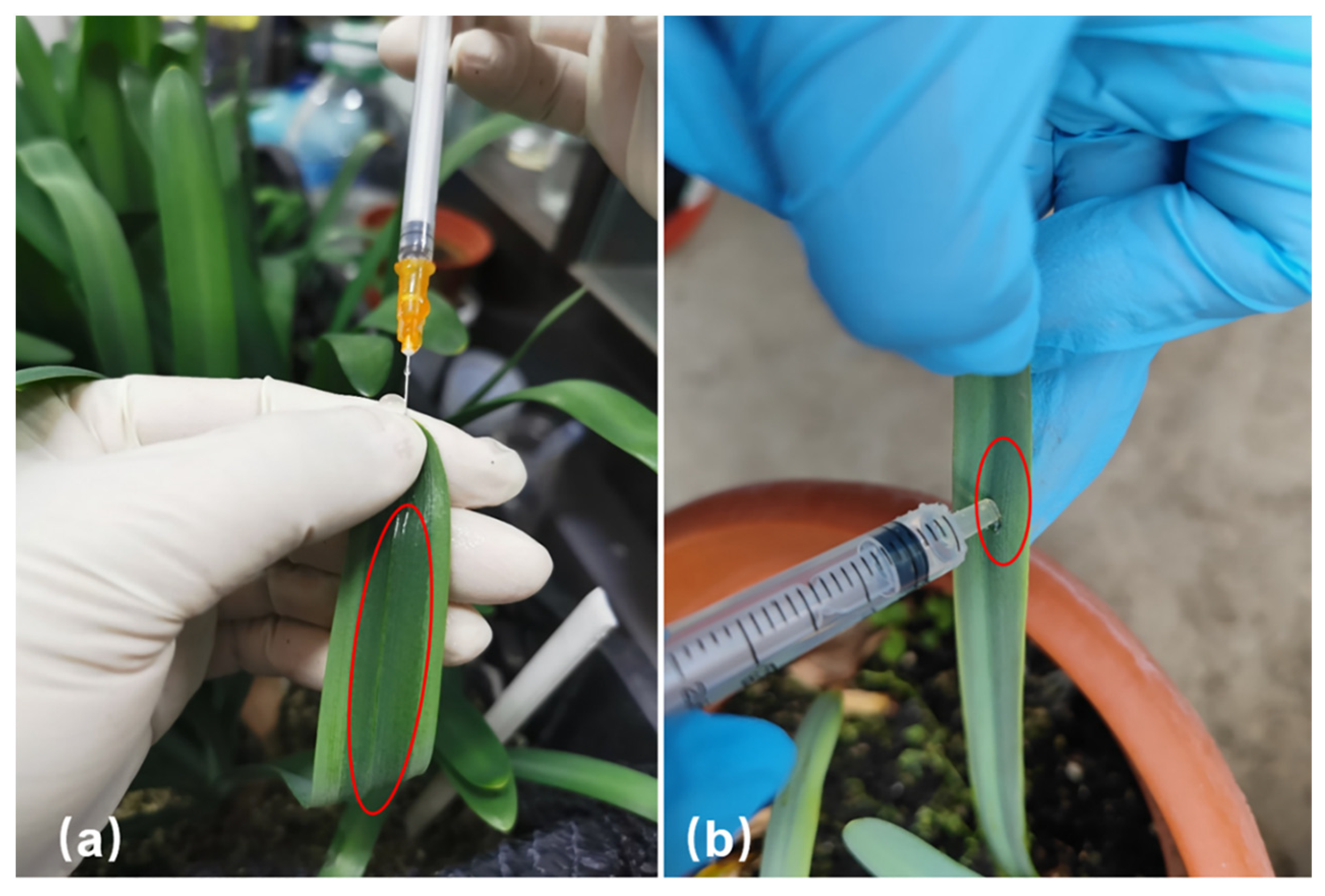 Plants 12 02458 g001