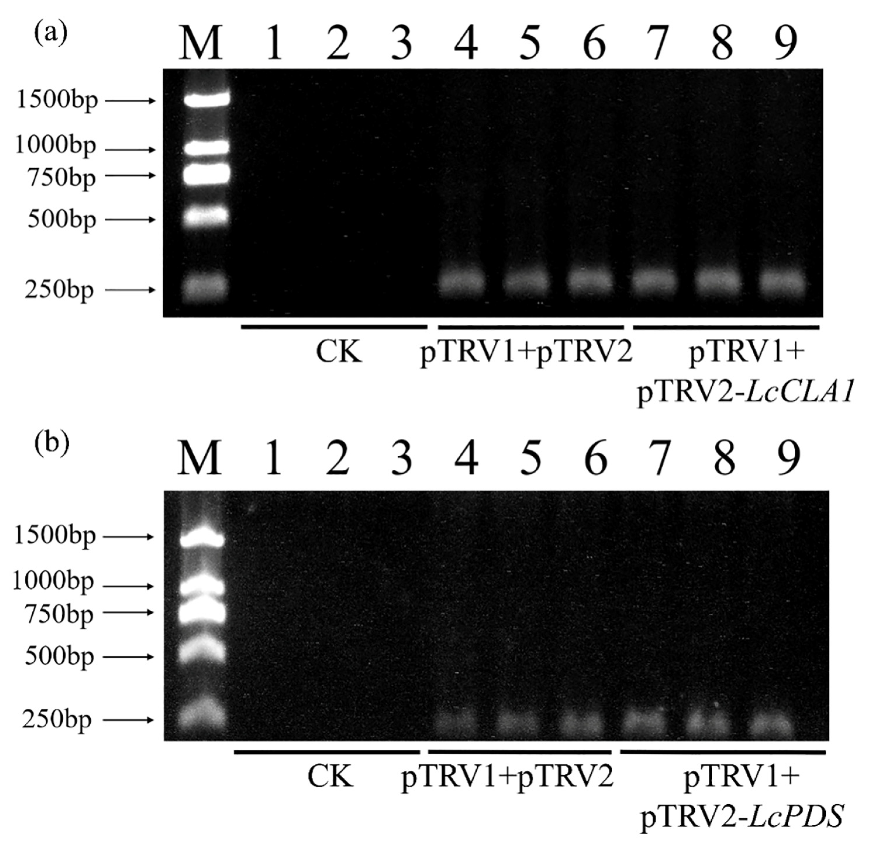 Plants 12 02458 g002