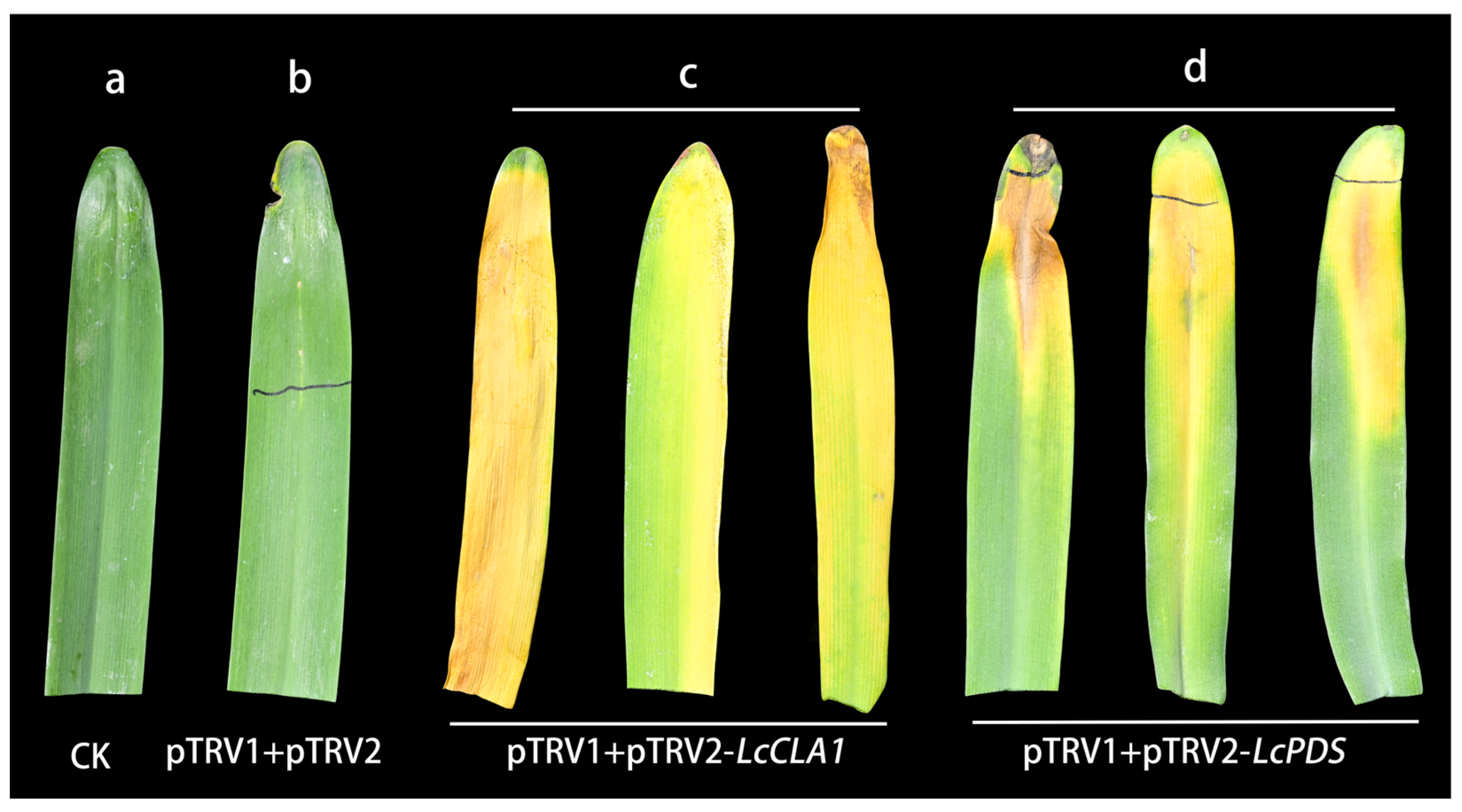 Plants 12 02458 g003