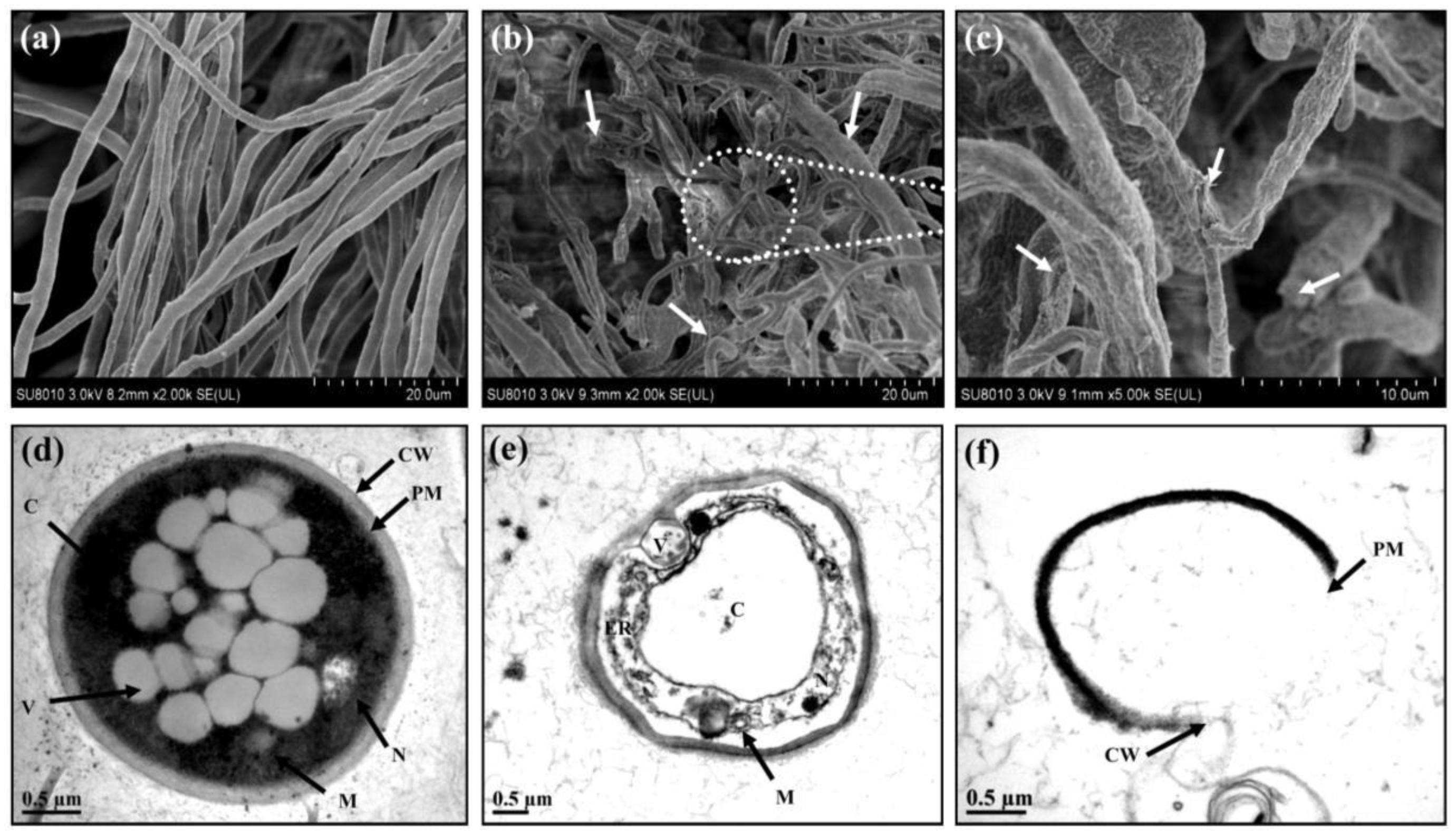 Plants 12 02461 g007