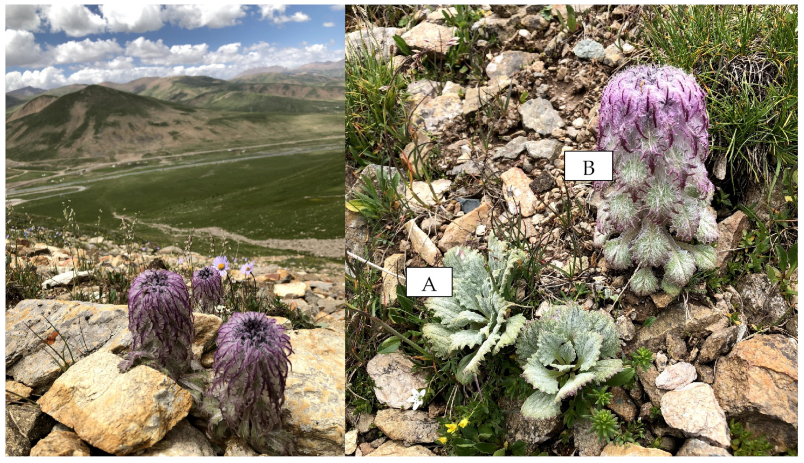 Plants 12 02463 g005