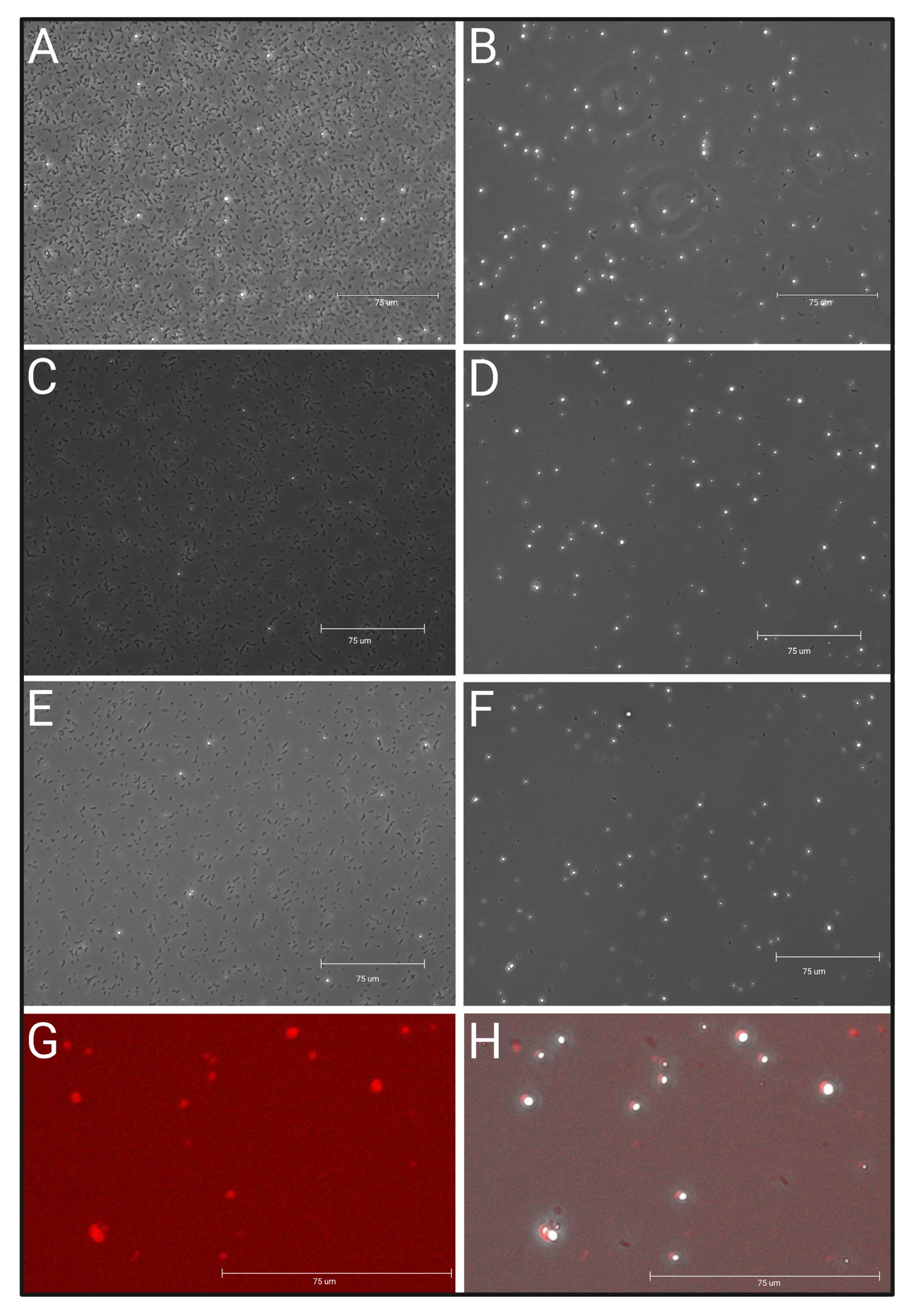 Plants 12 02466 g002