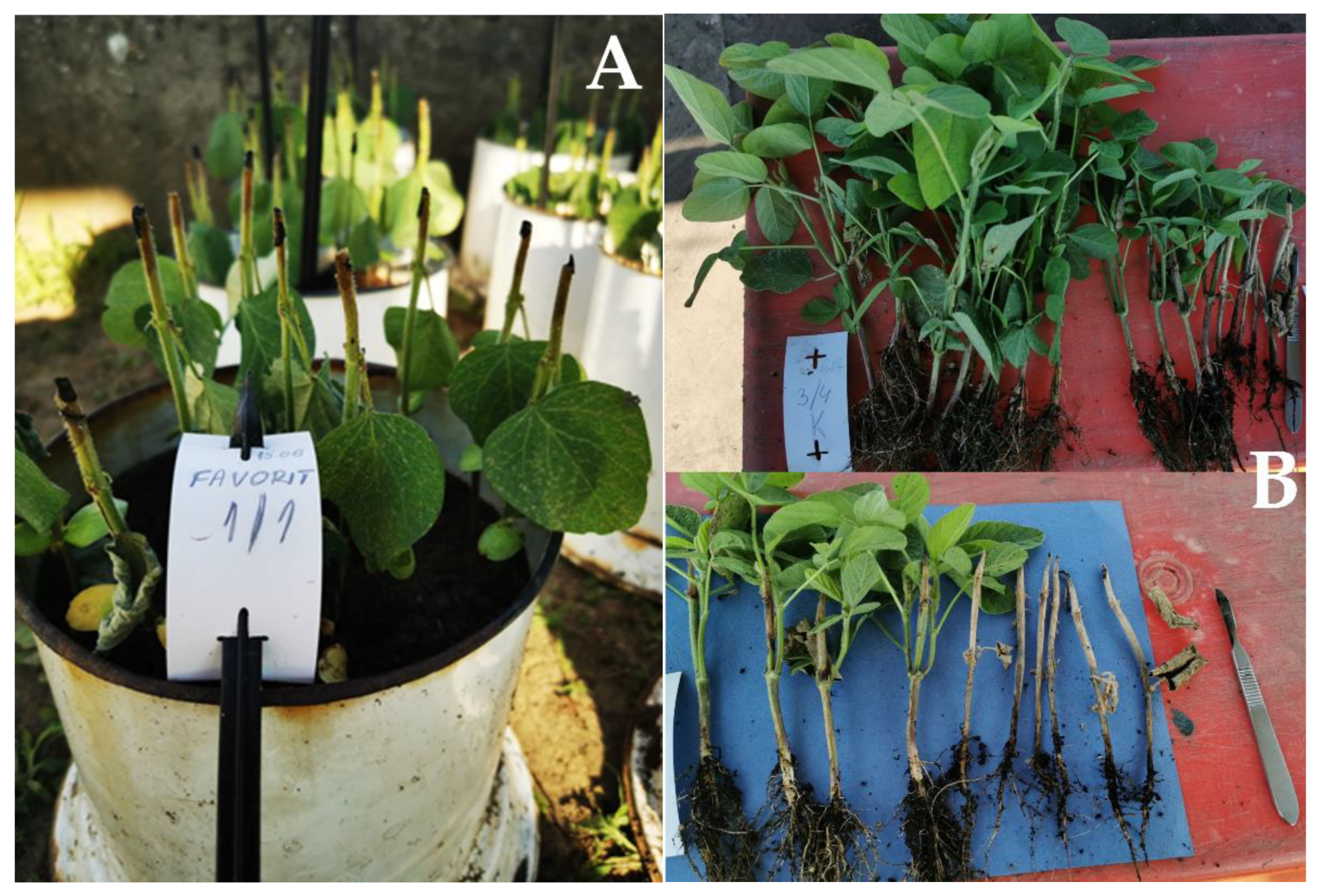 Plants 12 02467 g003