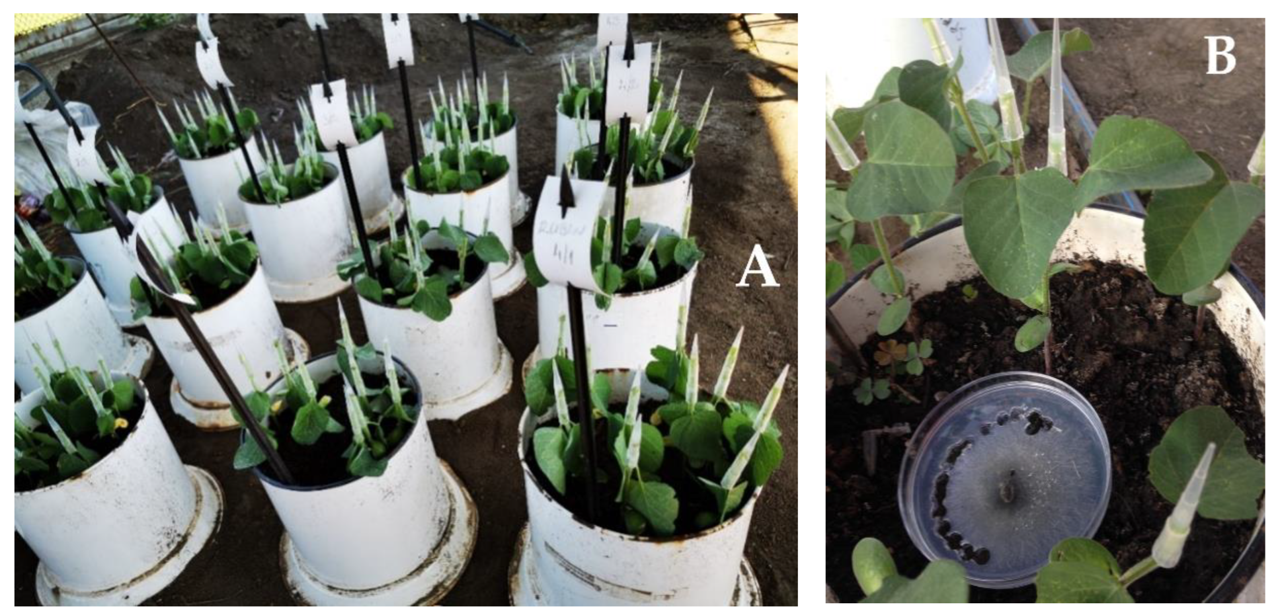 Plants 12 02467 g005