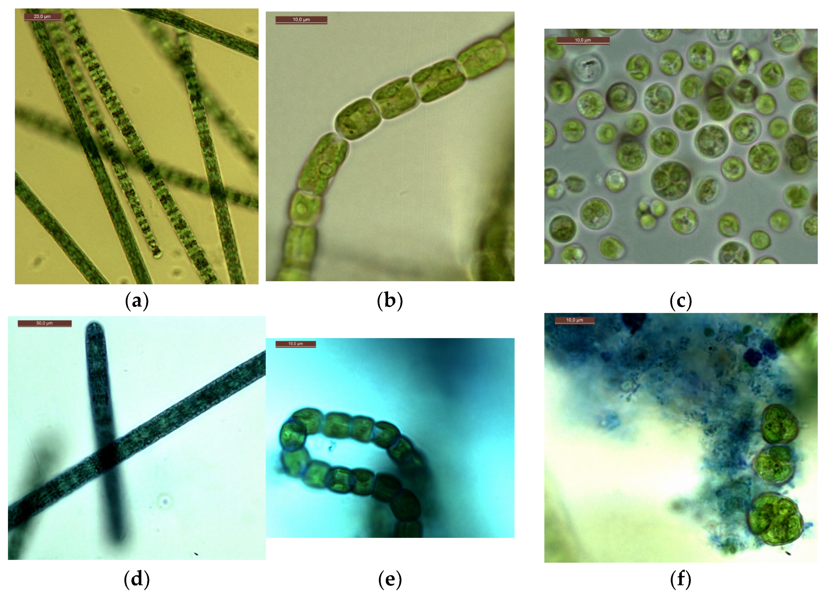 Plants 12 02470 g007