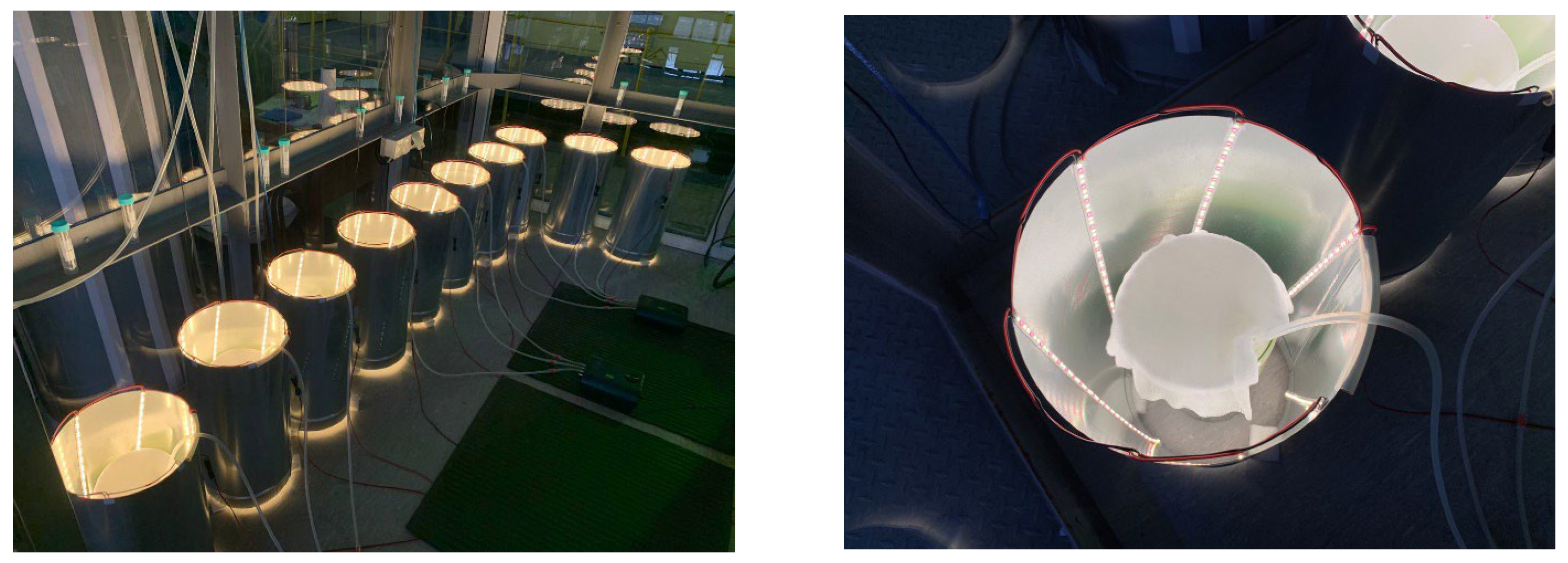 Plants 12 02470 g011